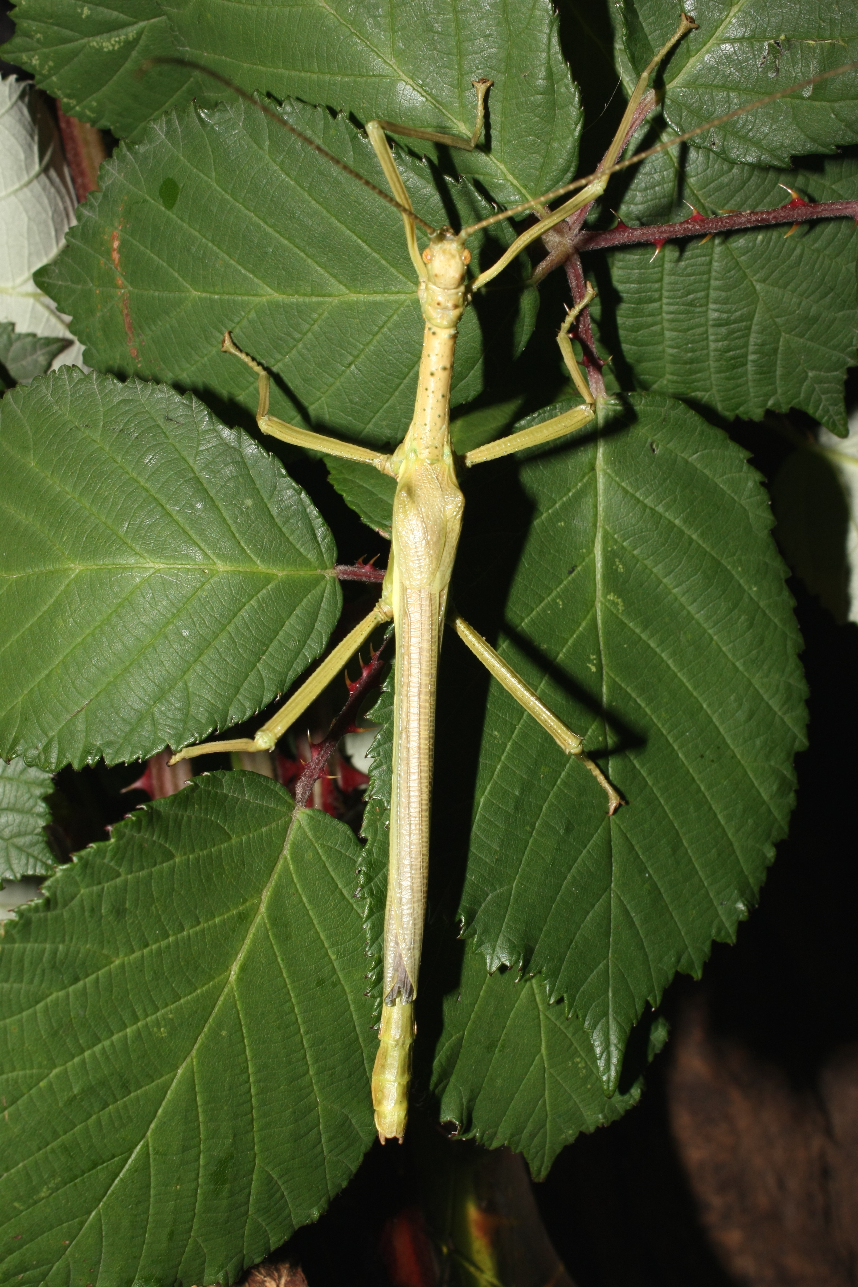 Diapherodes gigantea - male 1