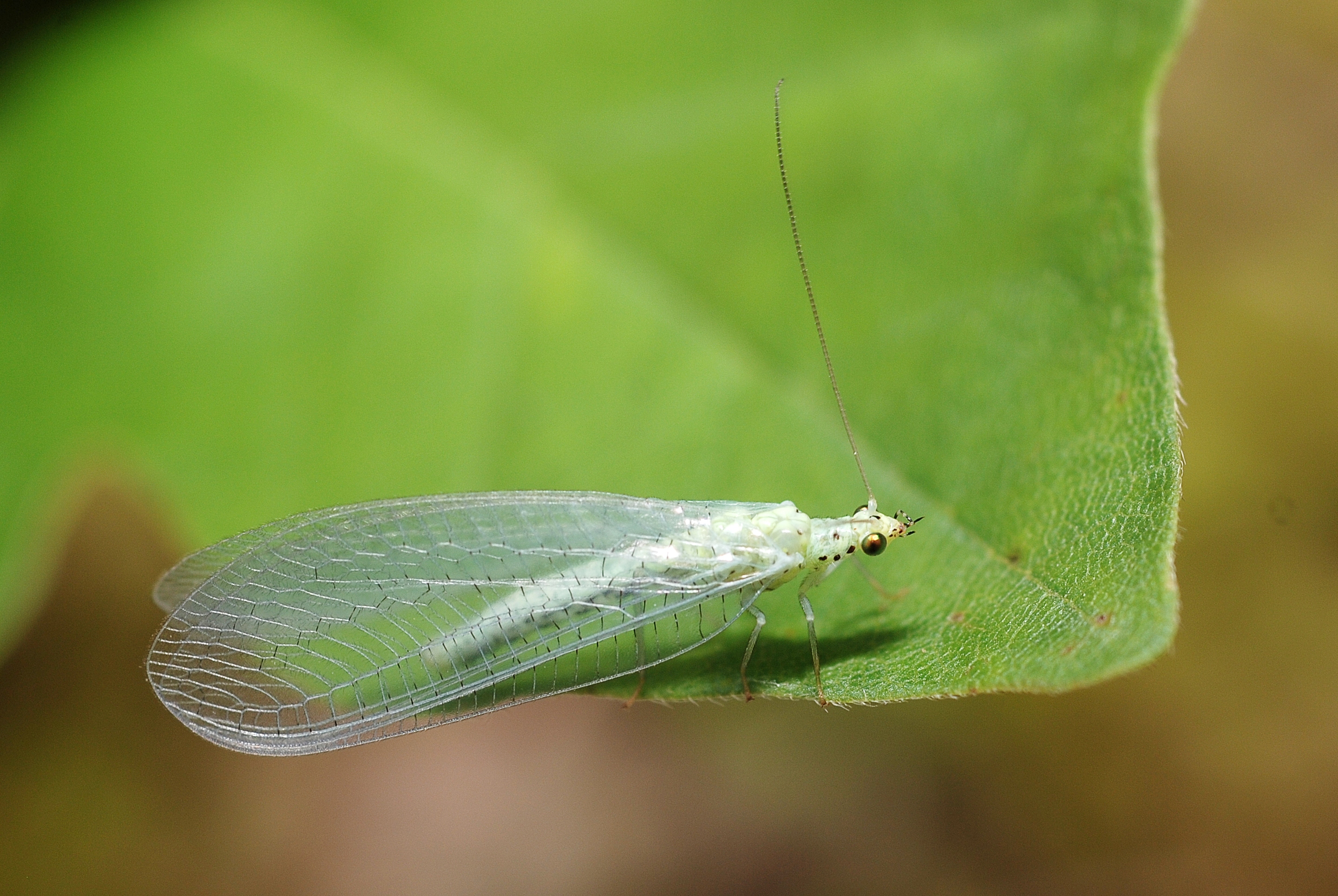 Dichochrysa ventralis