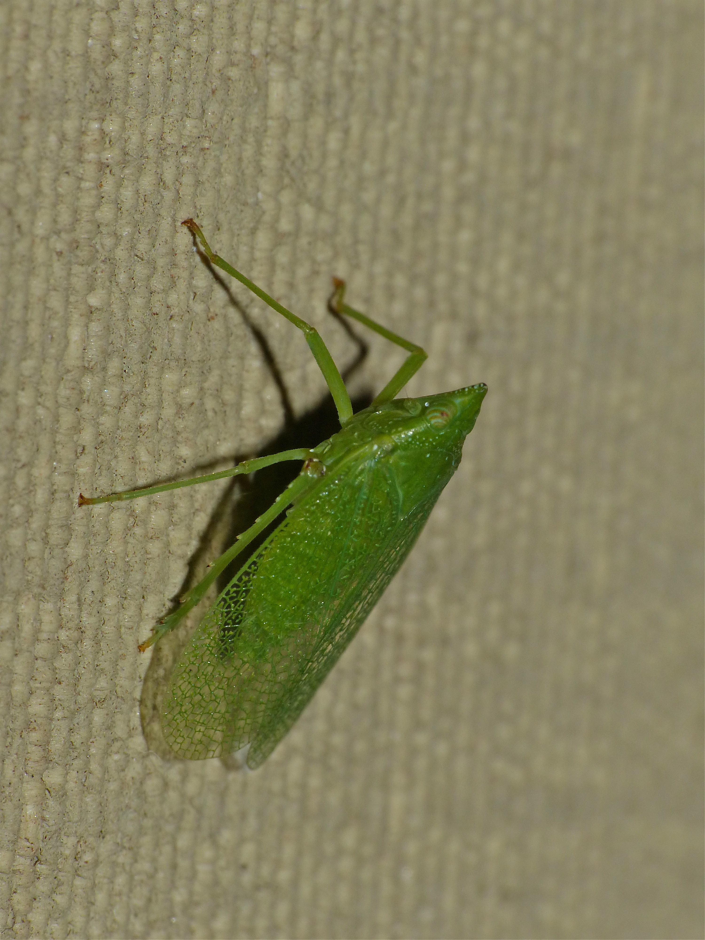 Dictyopharid Planthopper (Aselgeia ramulifera) (14015275741)