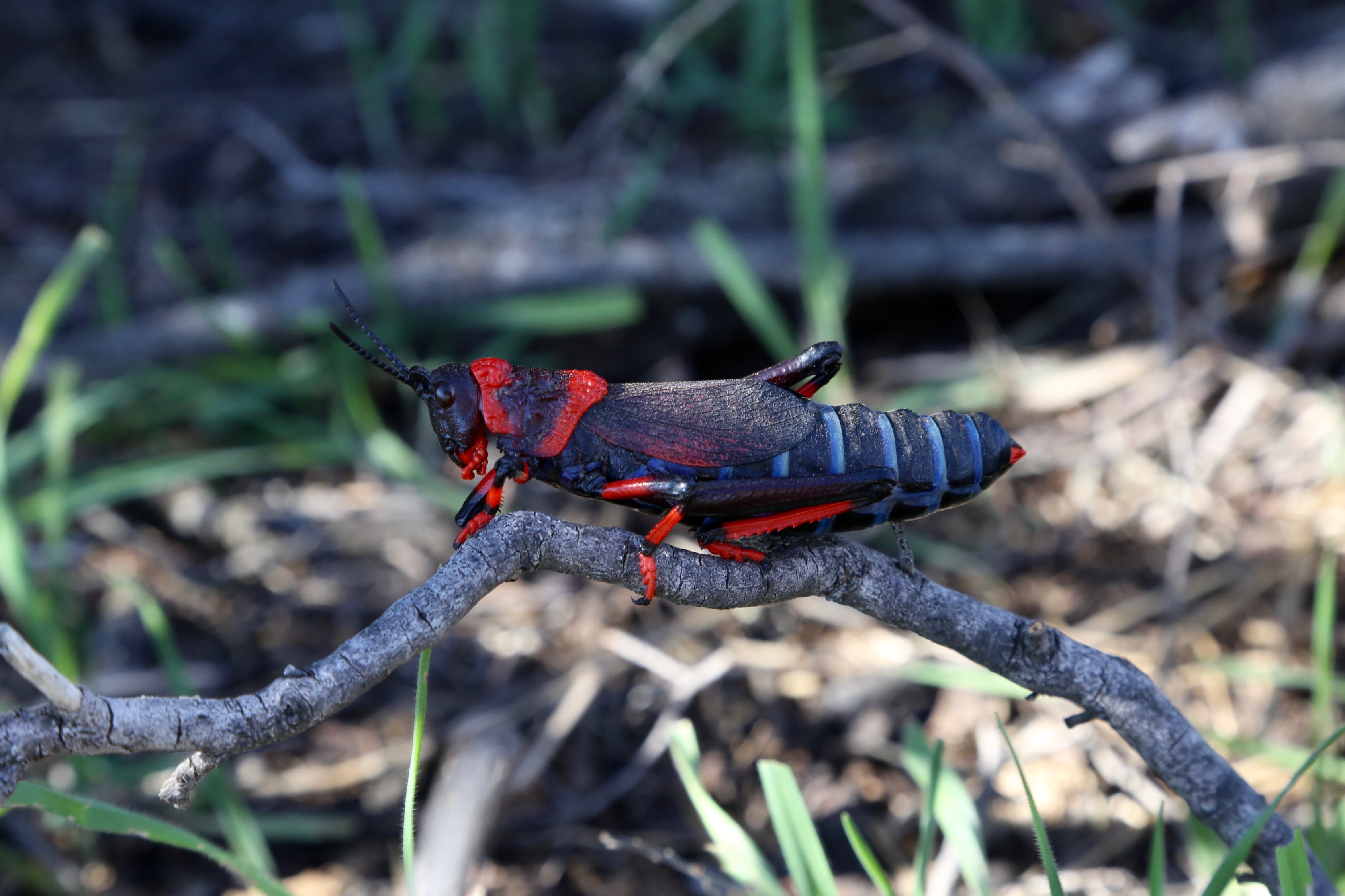 Dictyophorus spumans (Pyrgomorphidae) (37526259126)