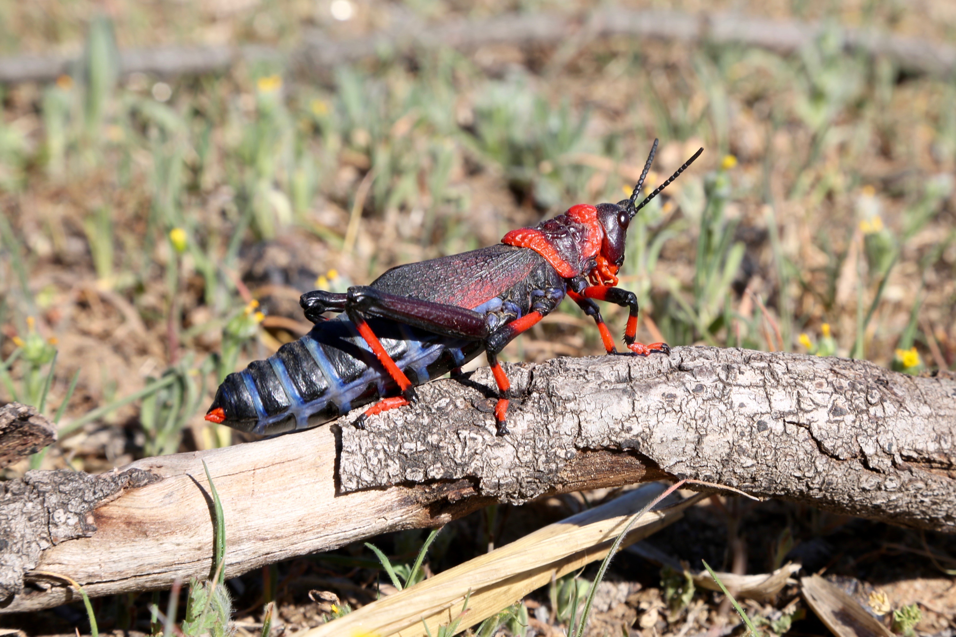 Dictyophorus spumans (Pyrgomorphidae) (37574946951)