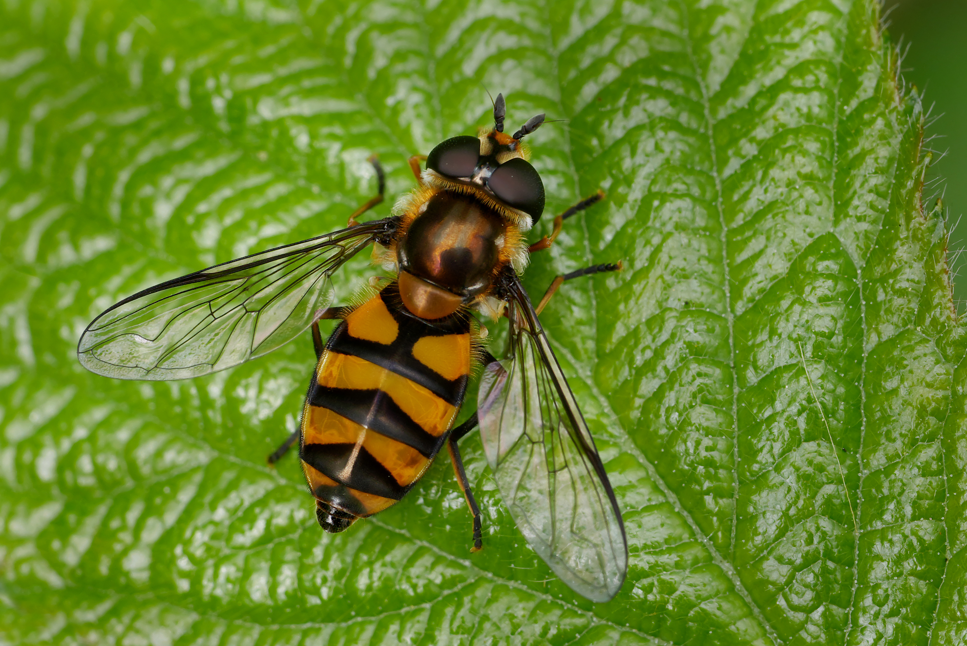 Didea fasciata, Parc de Woluwé, Brussels (33181938994)