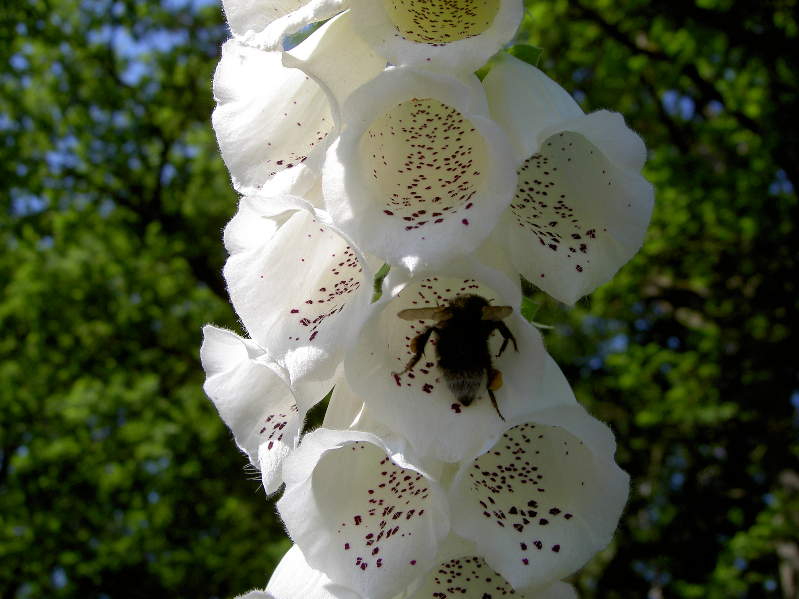 Digitalis-stora hultrum.sweden-45