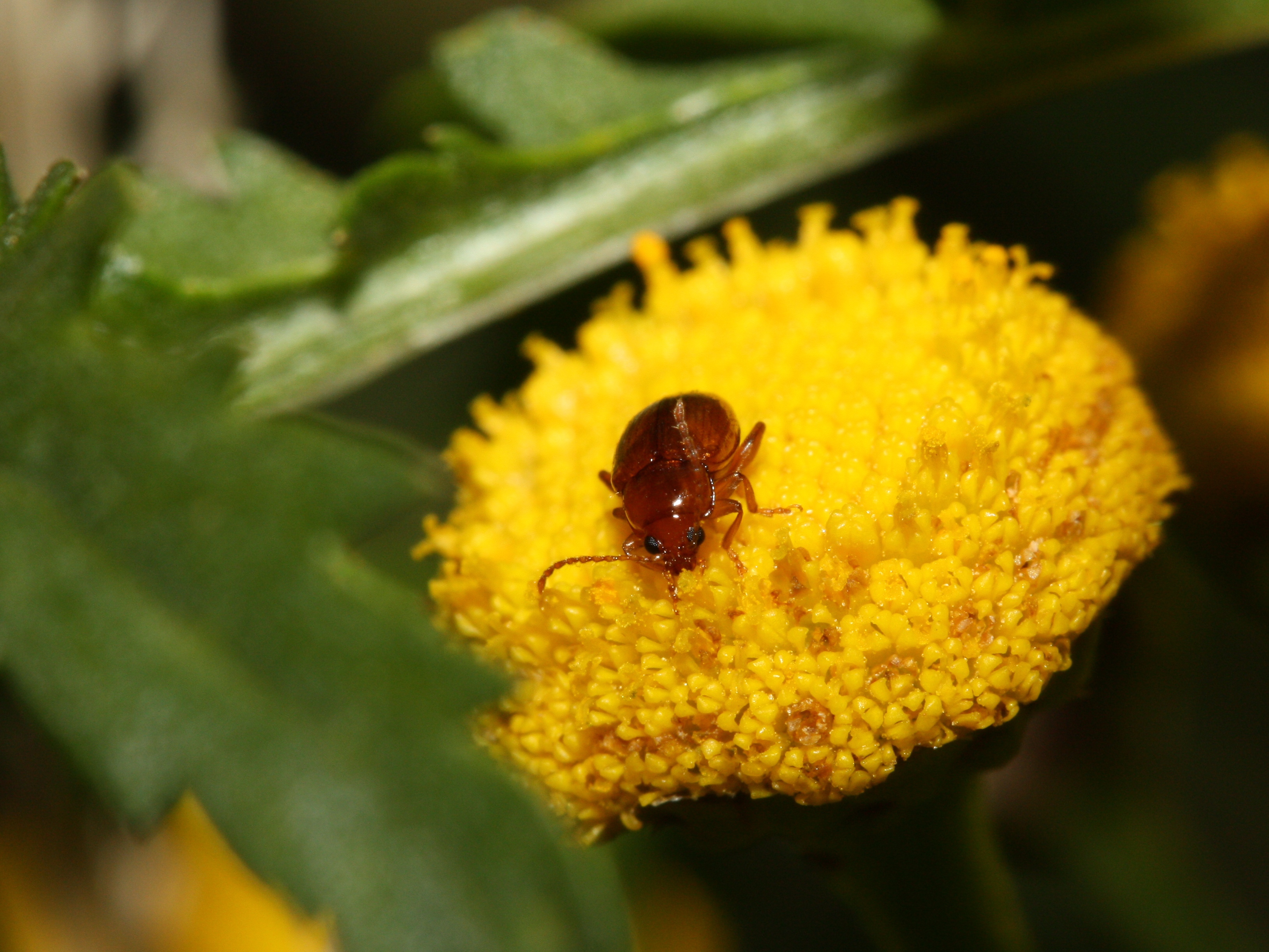 Dinner on Pollen (2761425847)