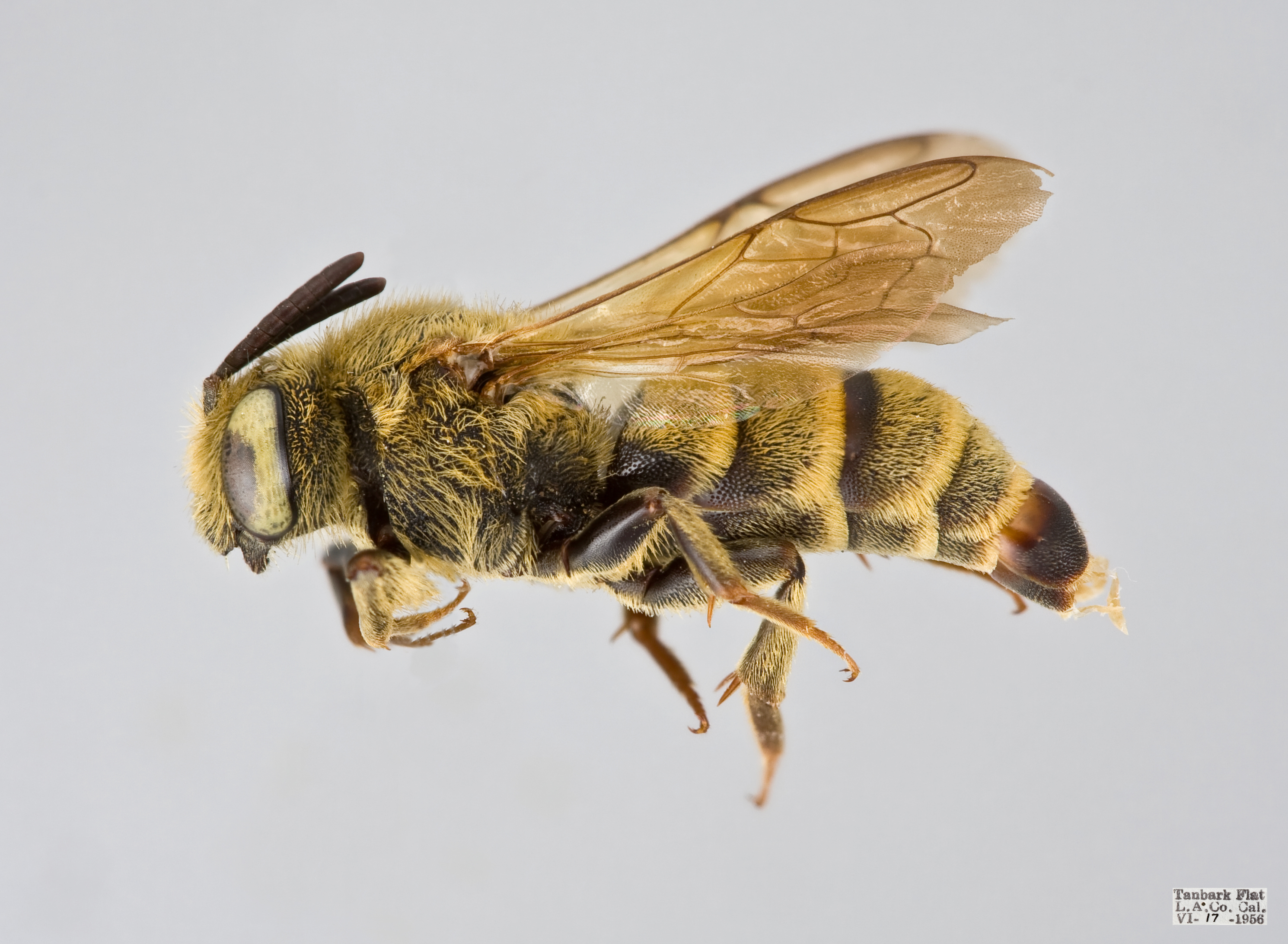 Dioxys aurifusca