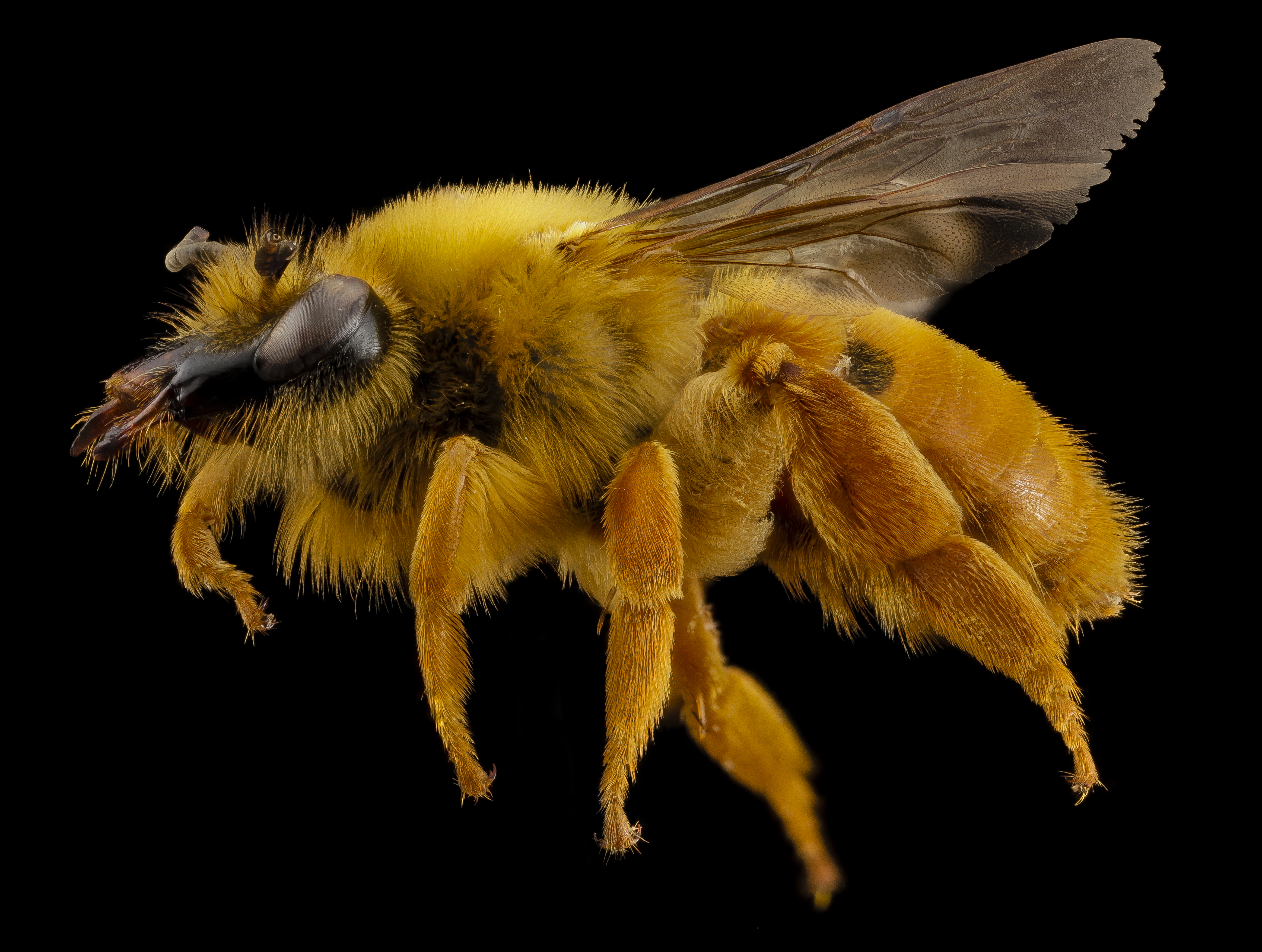 Diphaglossa gayi, f, side, chile 2014-08-04-18.17.33 ZS PMax (14732584979)