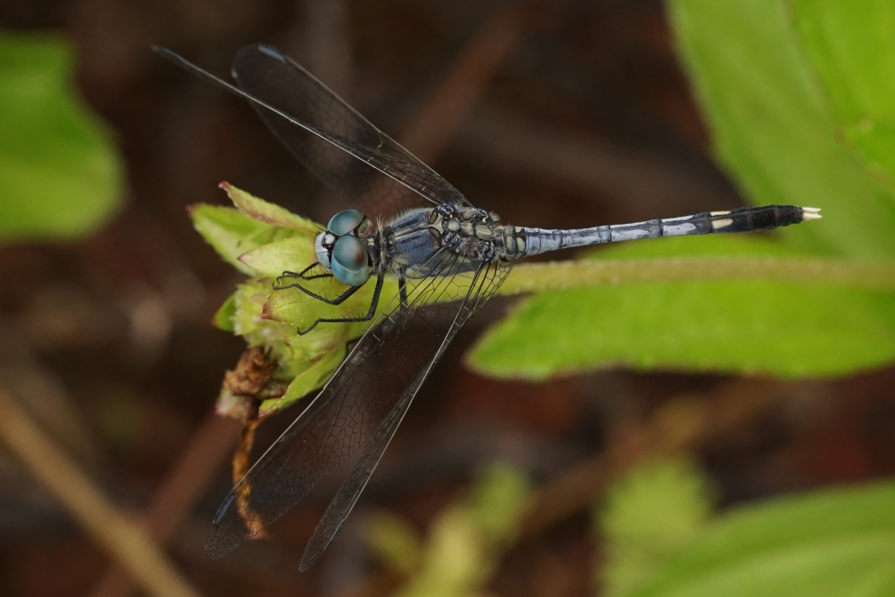 Diplacodes trivialis 05613