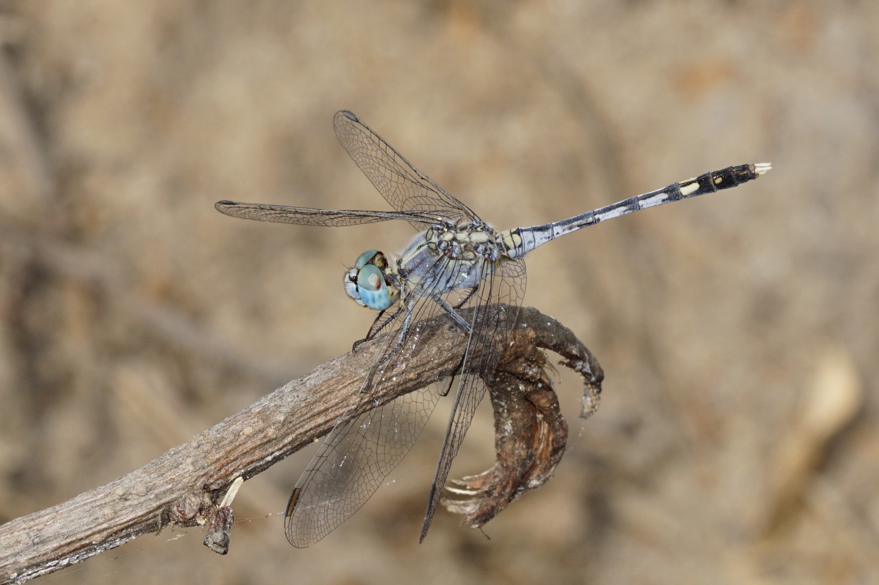 Diplacodes trivialis 1693