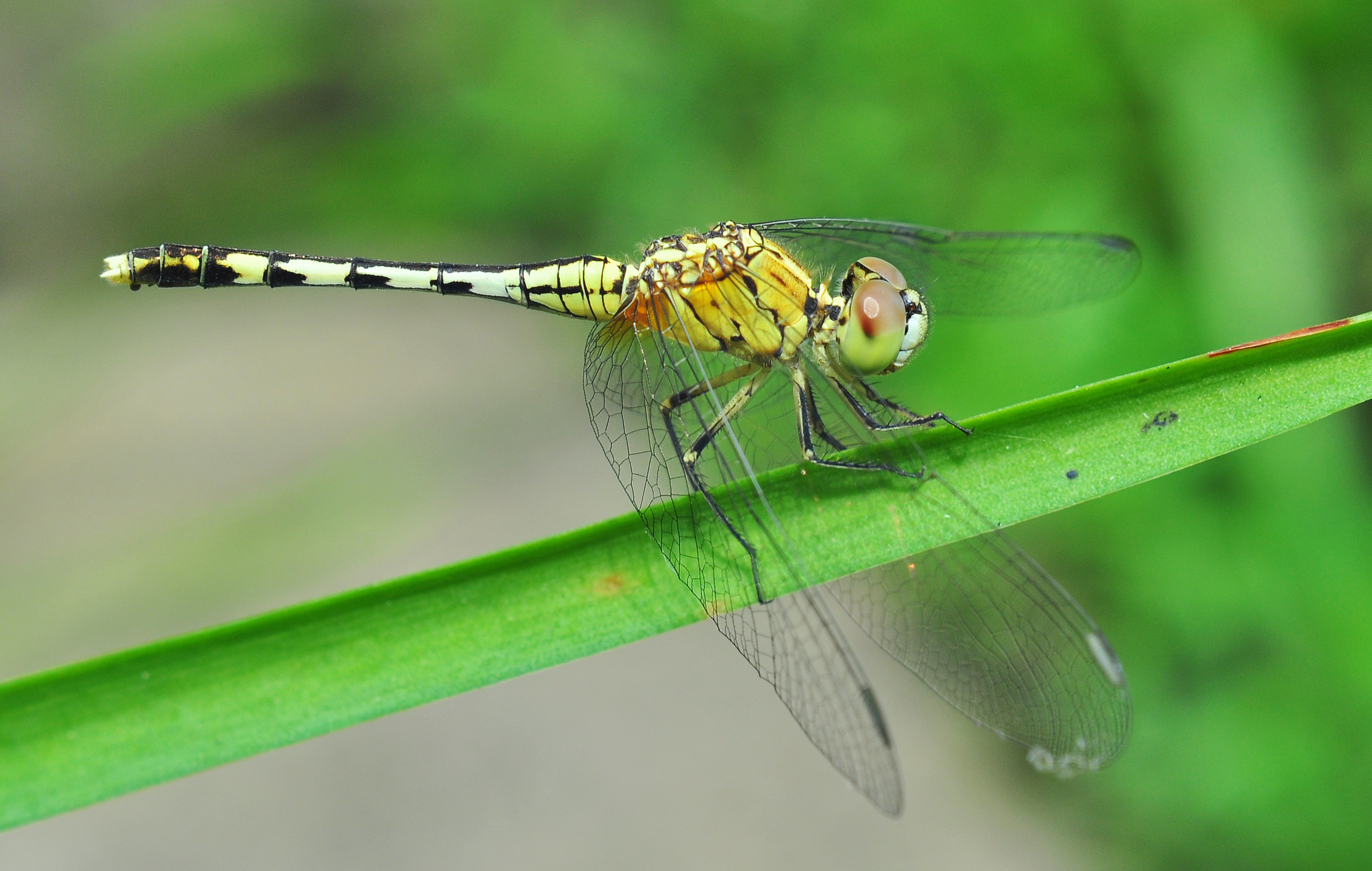 Diplacodes trivialis, West Bengal, India 13 09 2012 (1)