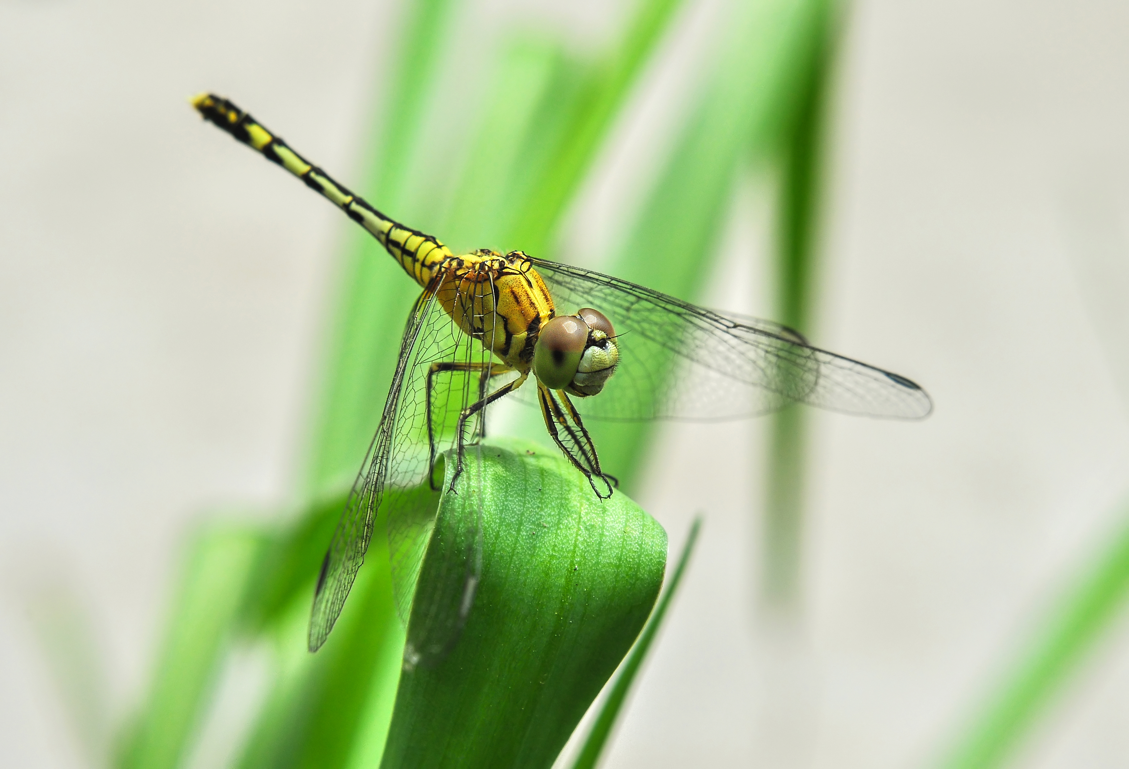 Diplacodes trivialis female 13 09 2012
