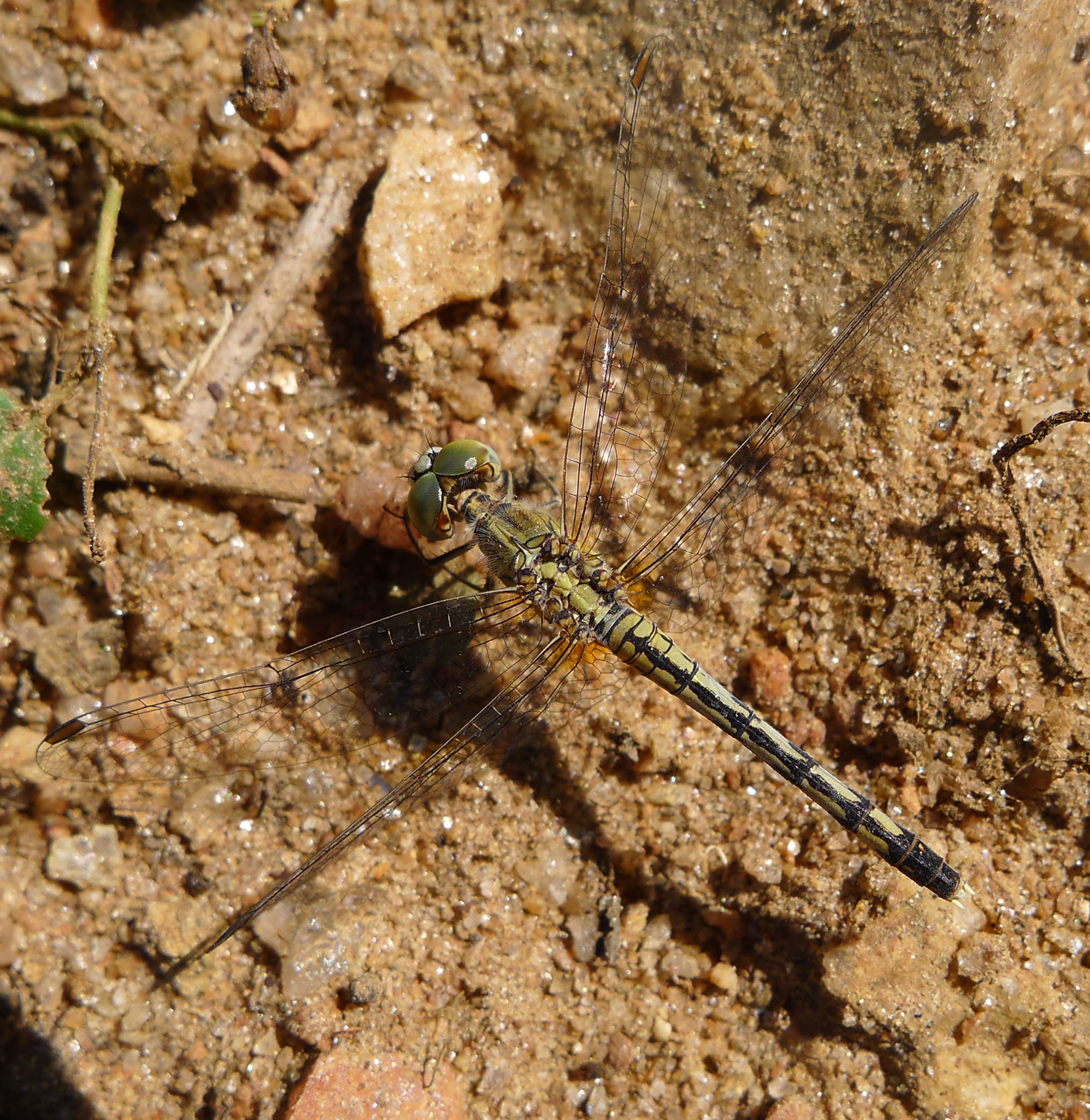 Diplacodes trivialis female - Flickr - gailhampshire