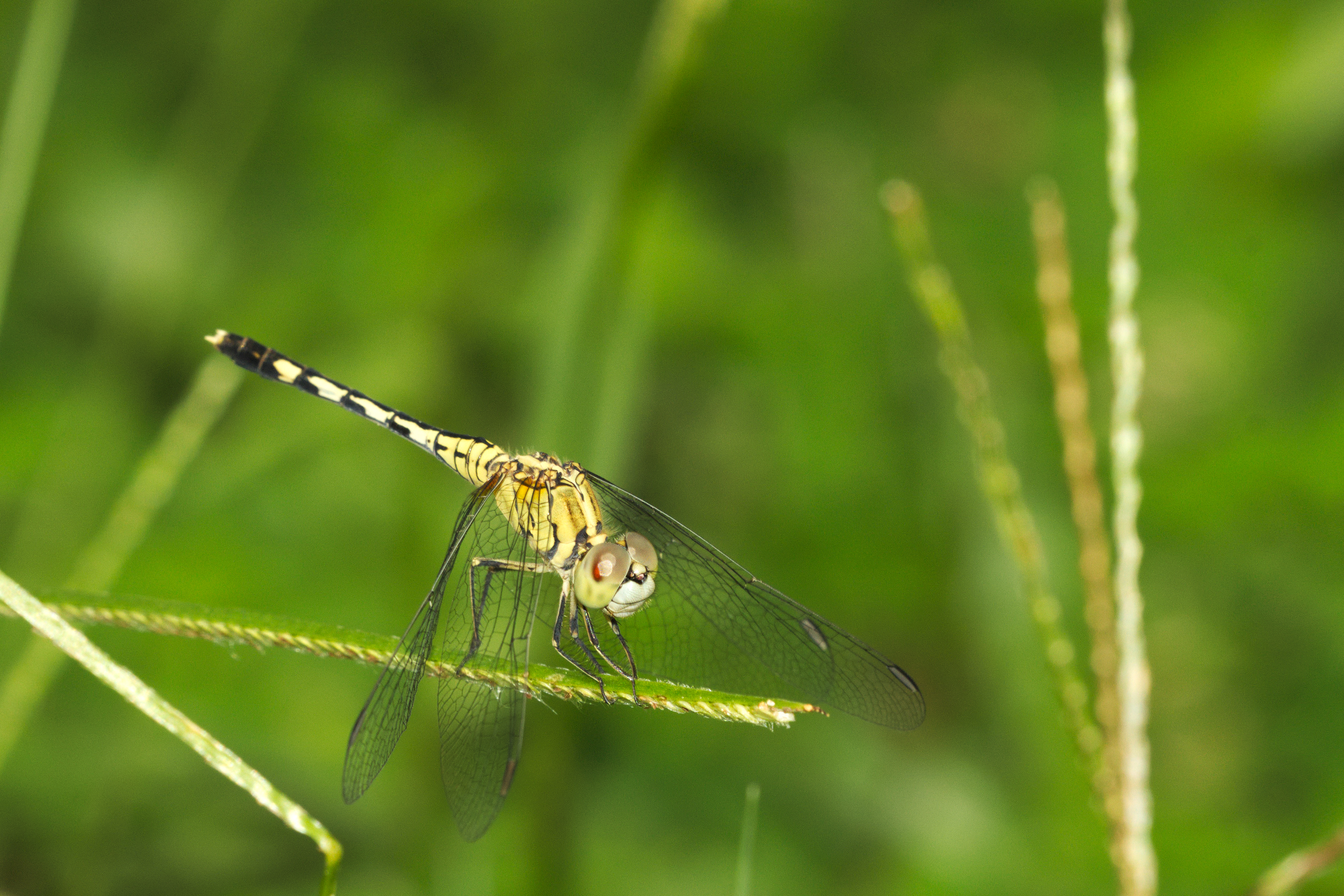 Diplacodes trivialis female at Kadavoor