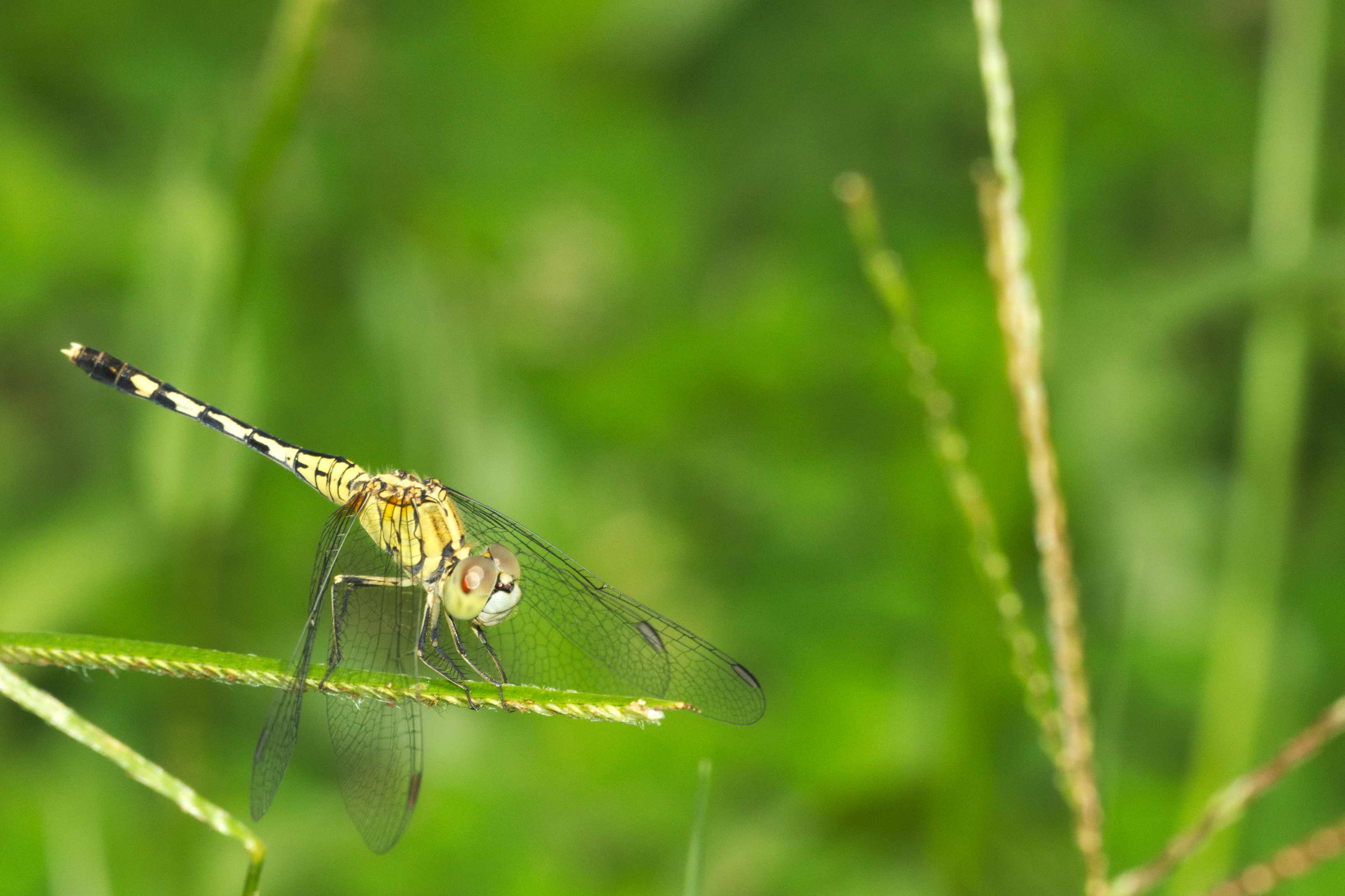 Diplacodes trivialis female in Kadavoor