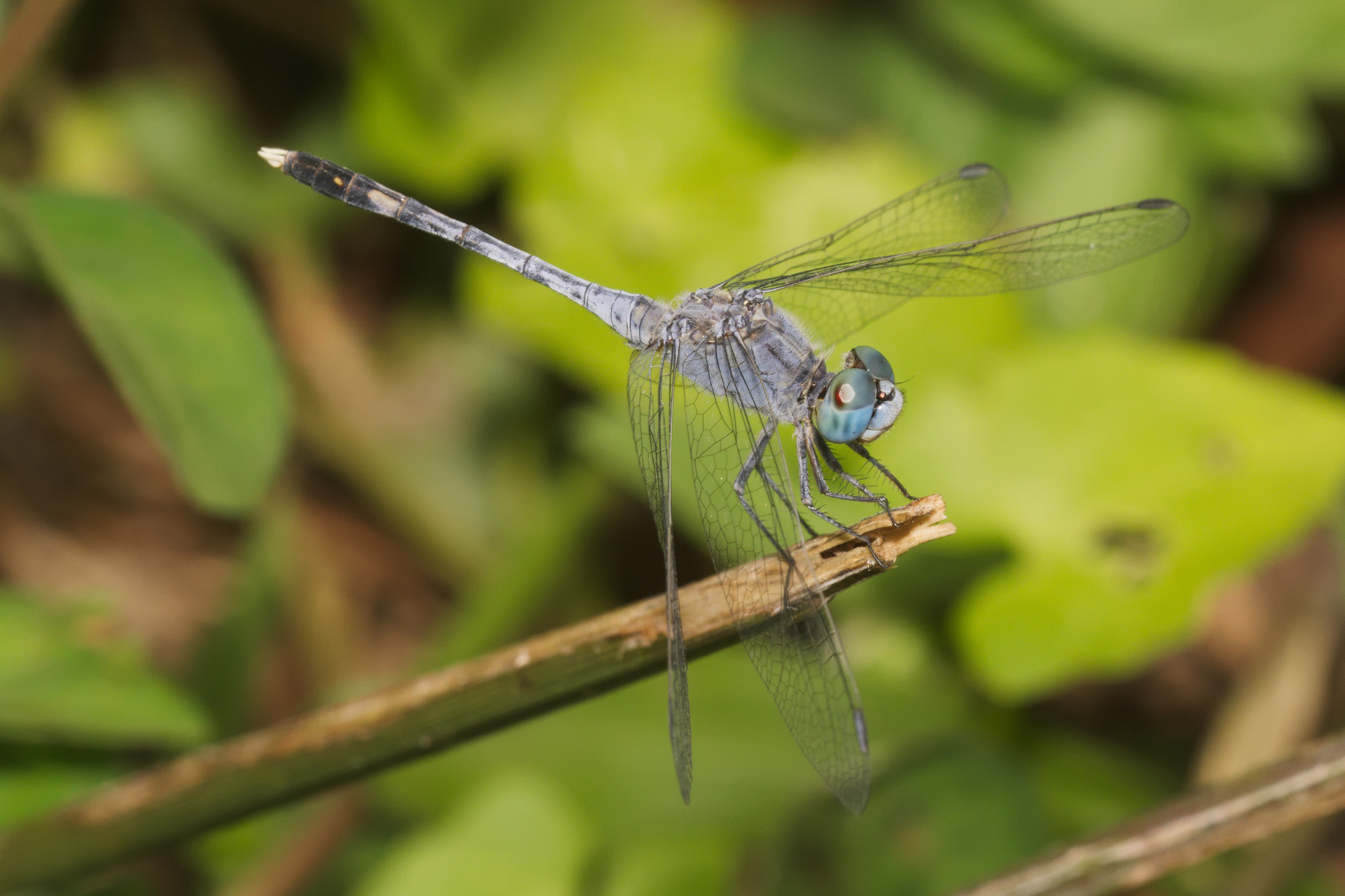 Diplacodes trivialis male-Kadavoor-2016-03-23-001