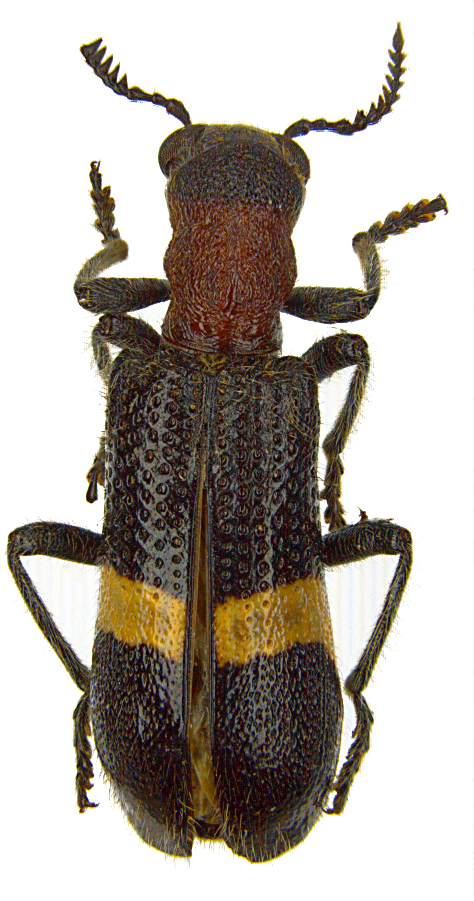 Diplocladus compactus