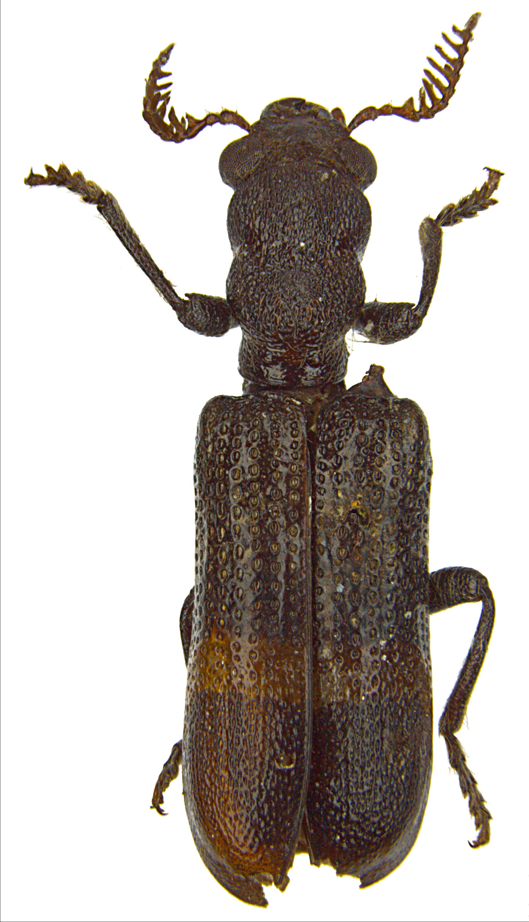 Diplocladus pulcher