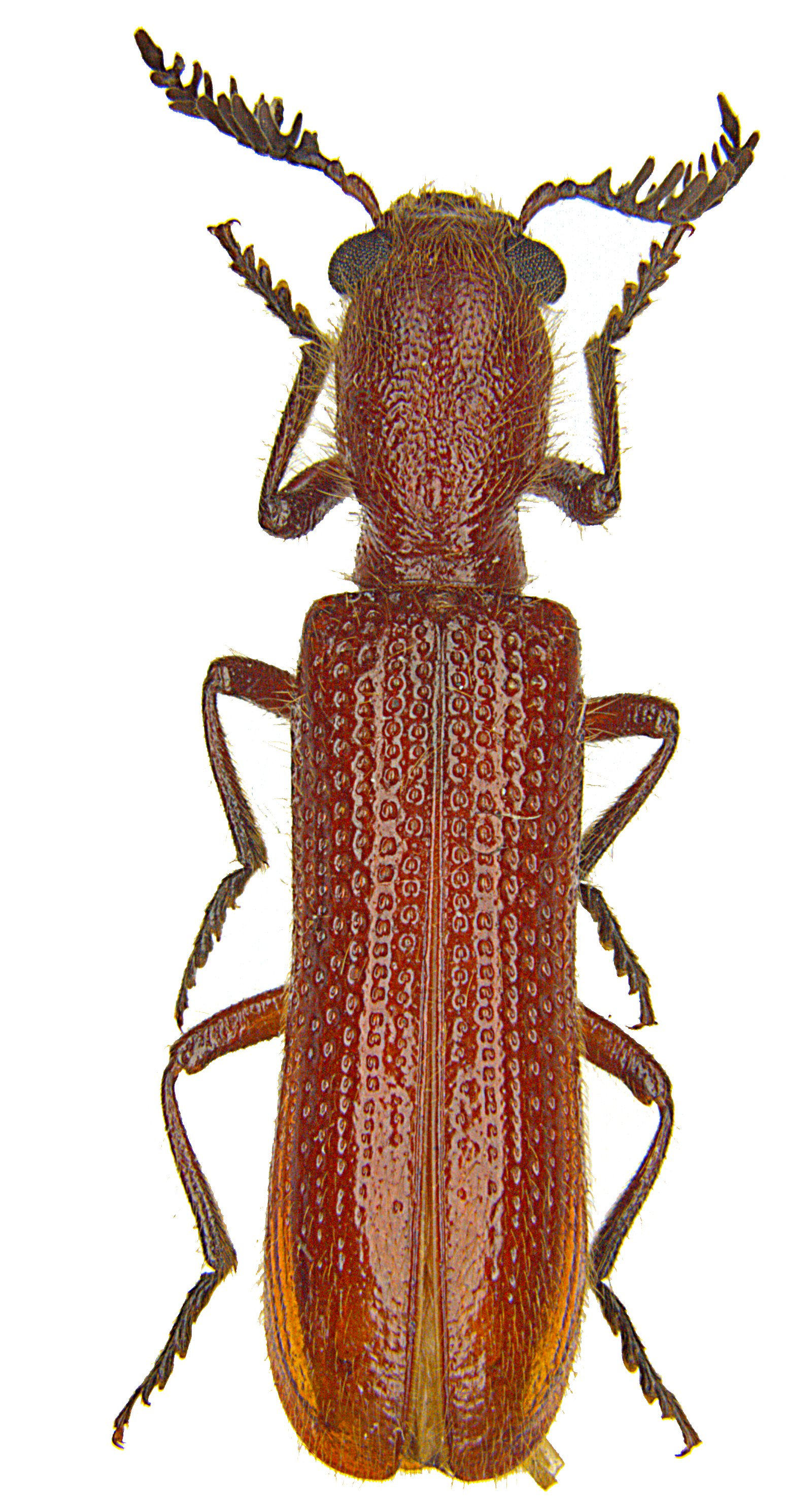Diplocladus rufus