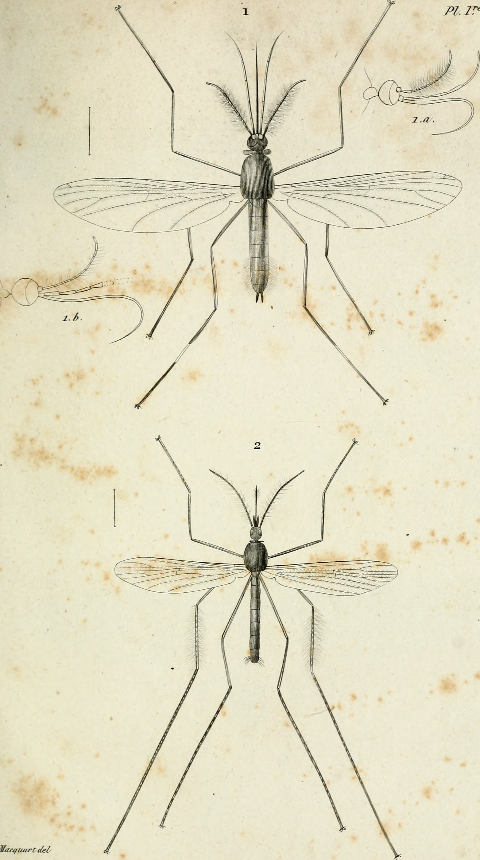 Diptères exotiques nouveaux ou peu connus (1838) (14803076633)