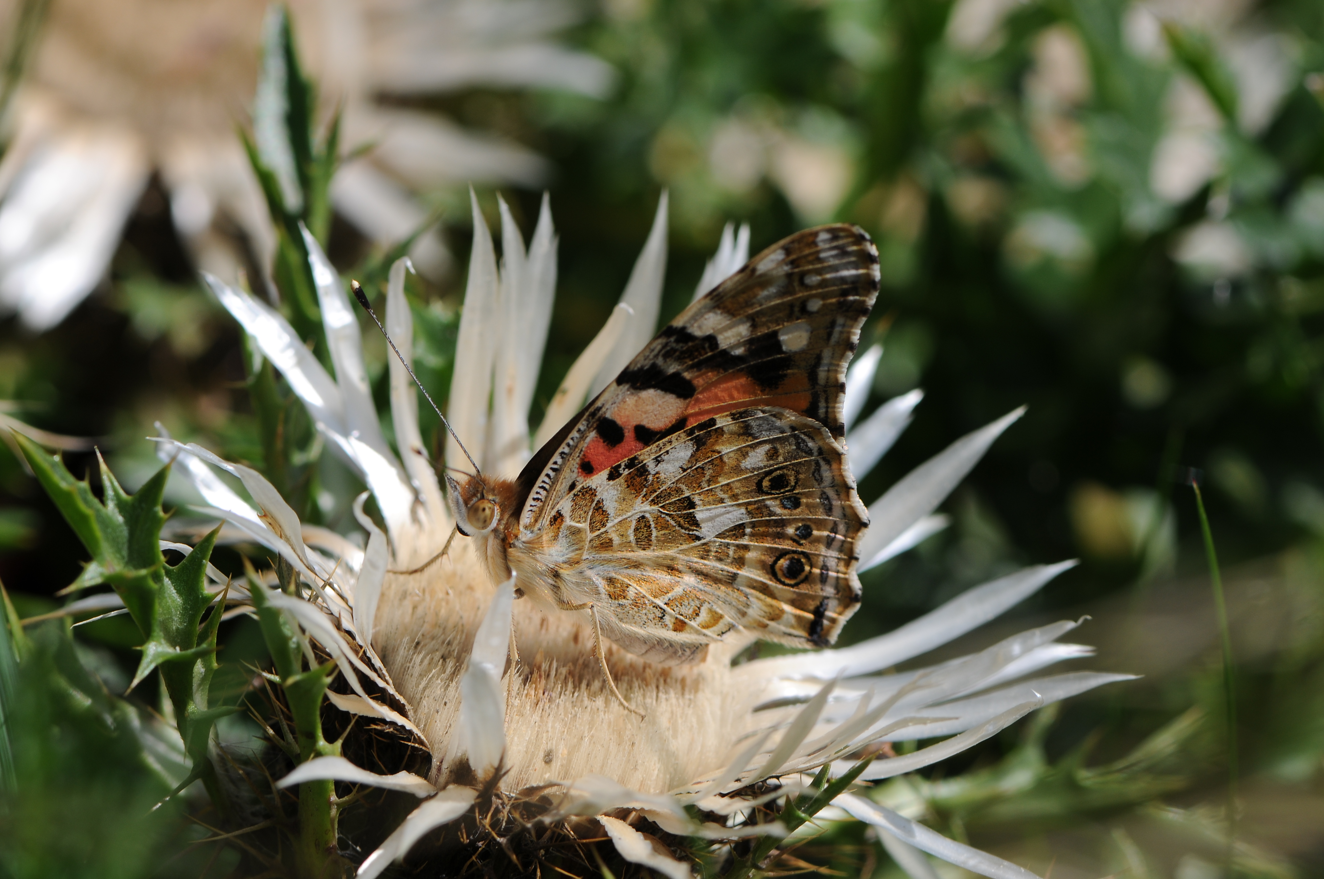 Distelfalter auf einer Silberdistel 2