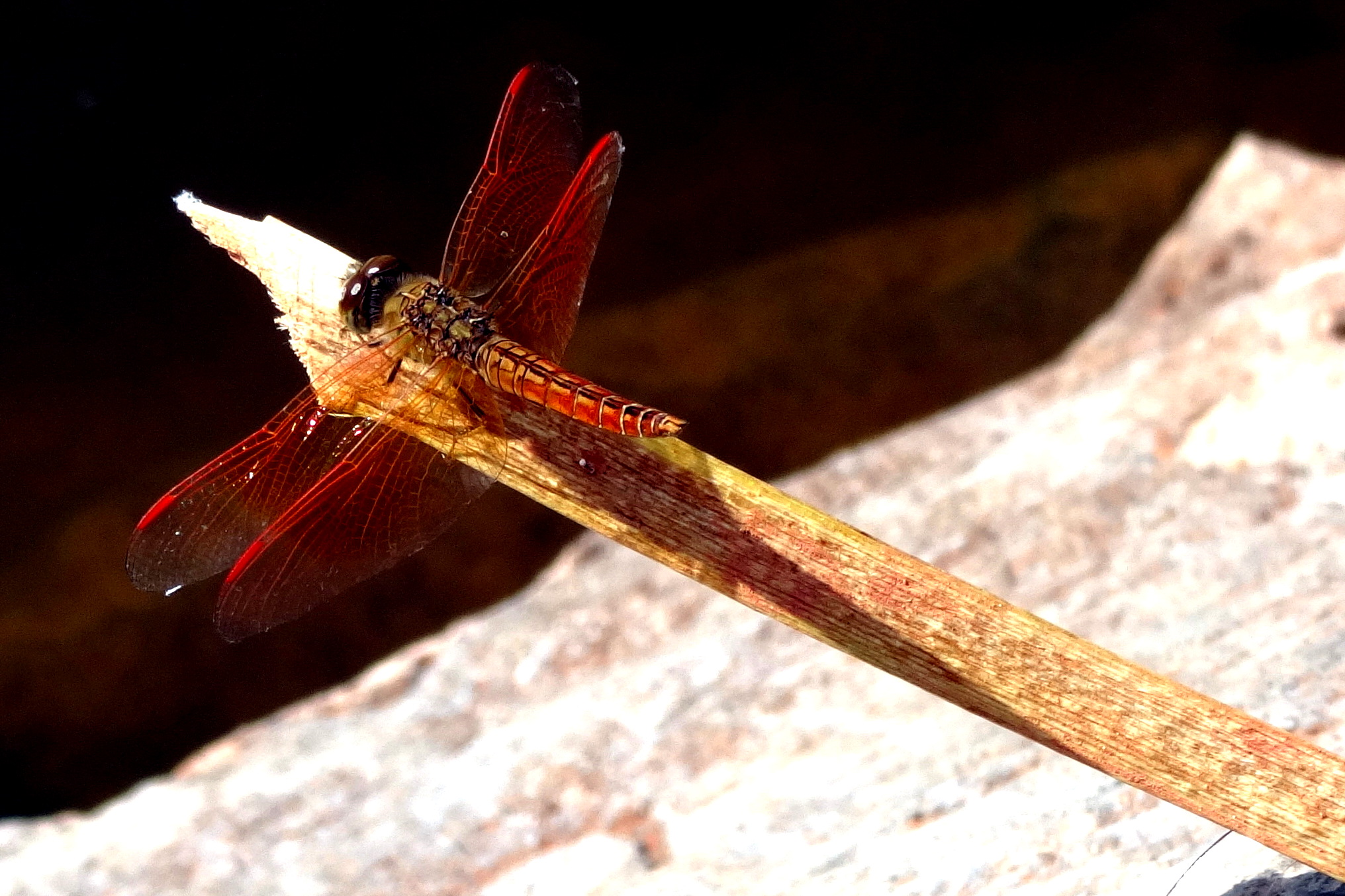 Ditch Jewel (Brachythemis contaminata) Male