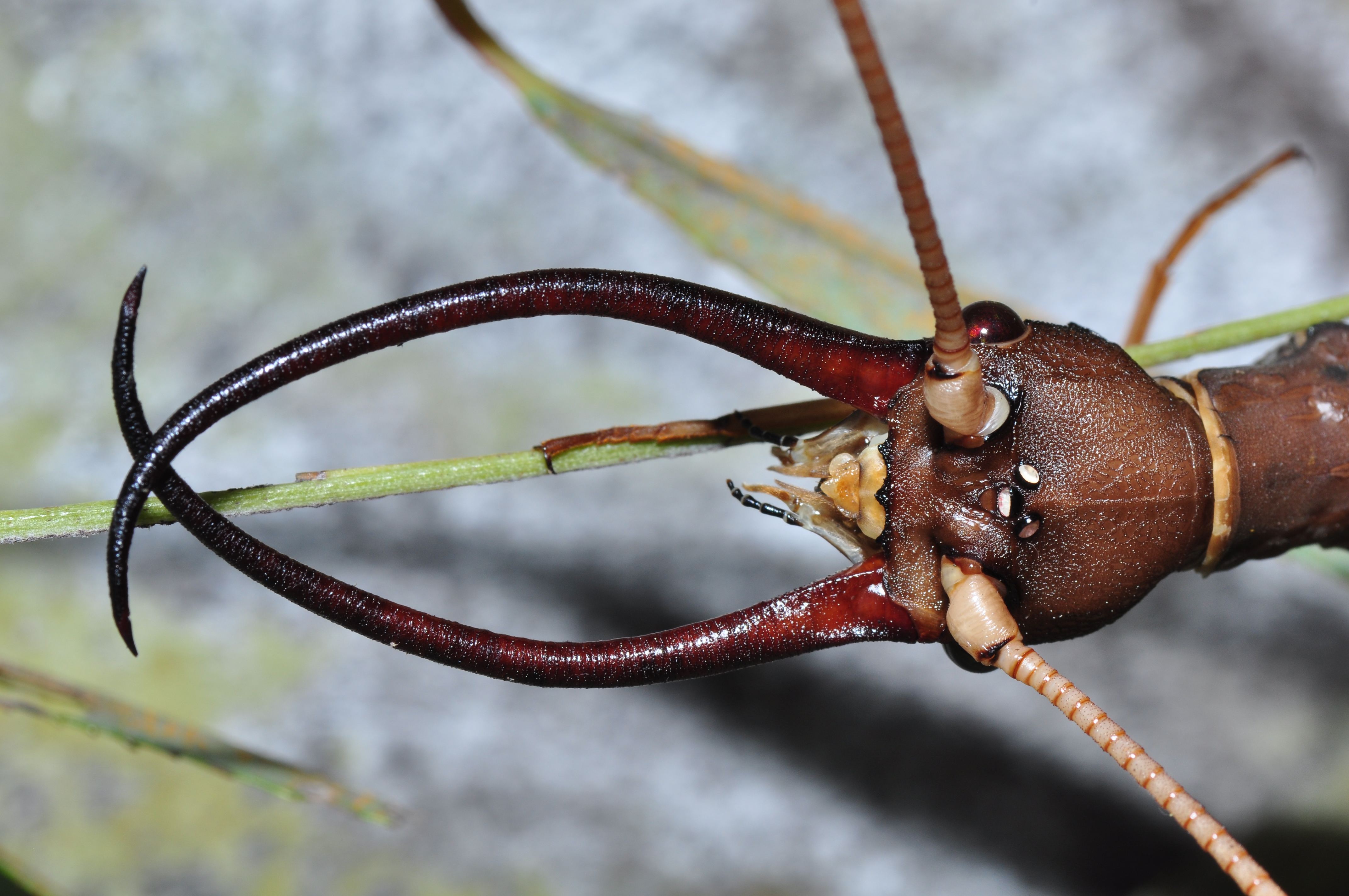 Dobsonfly Corydalus cornutus (9477278361)