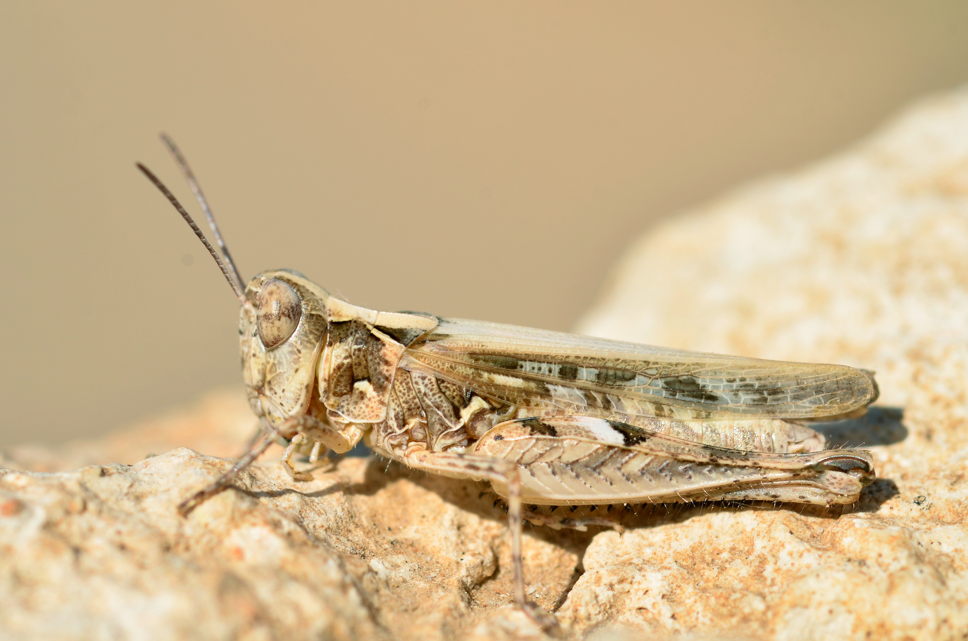 Dociostaurus cfr jagoi female (9566291092)