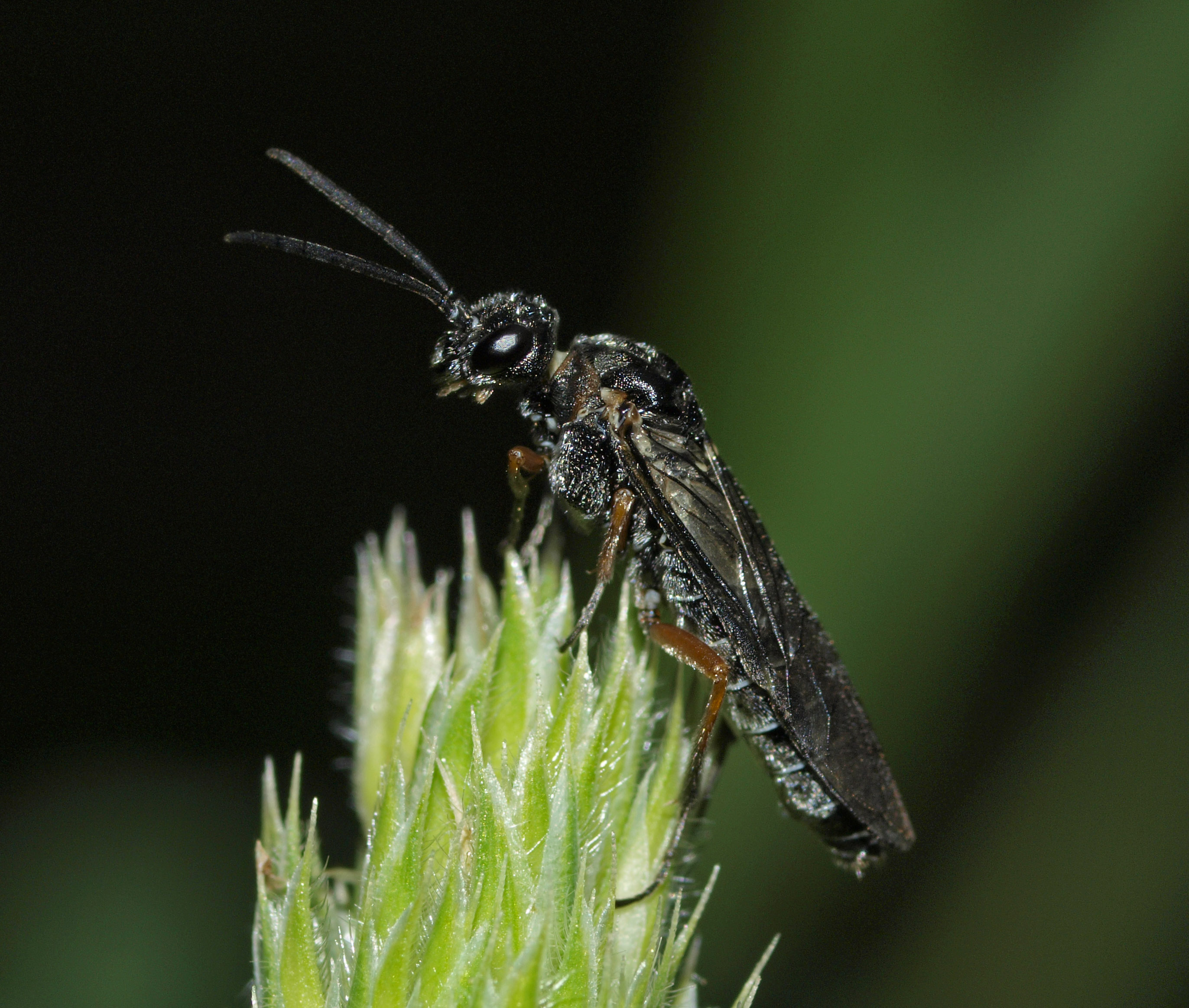 Dolerus vestigialis female (15856282838)