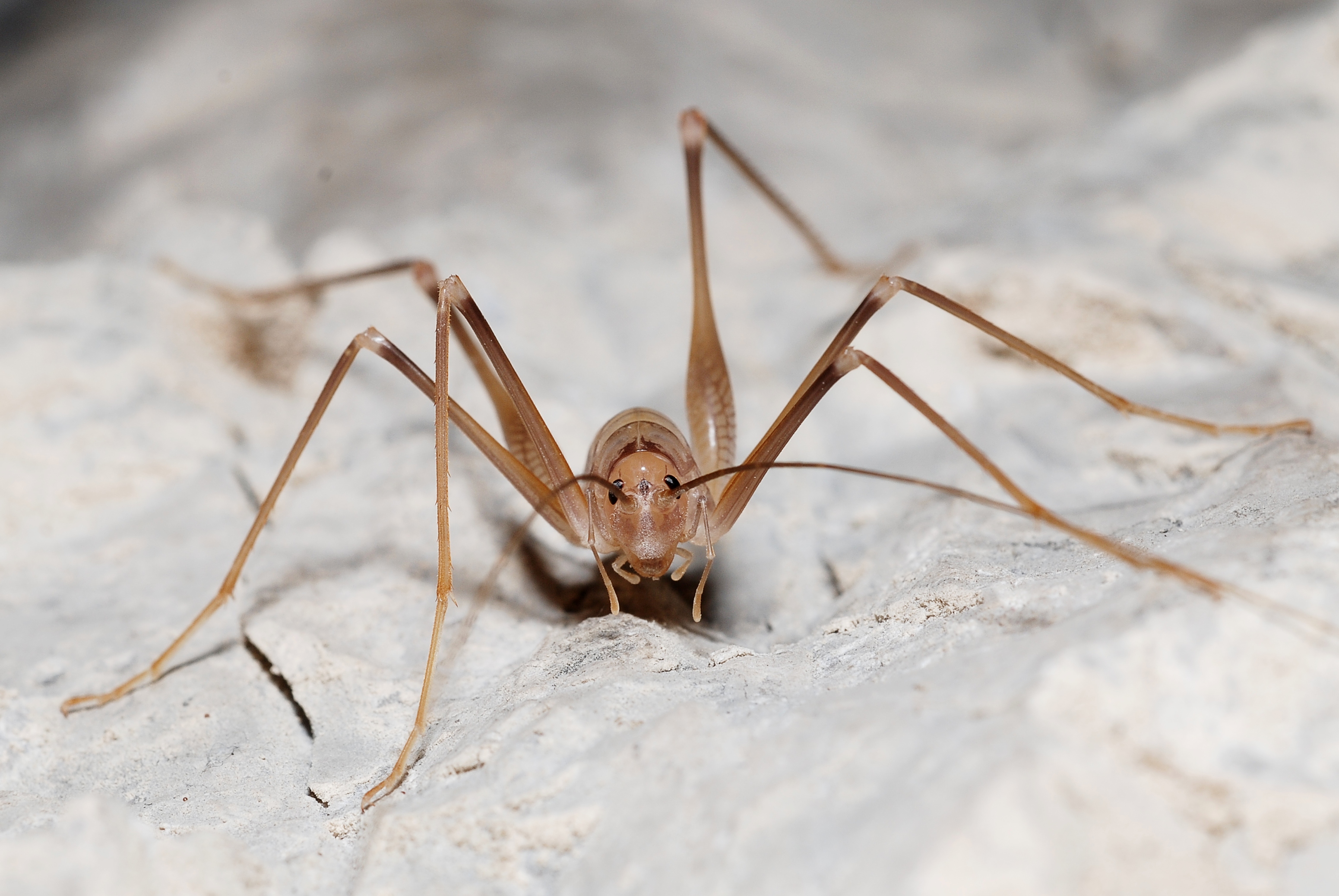 Dolichopoda cfr azami (5012445551)