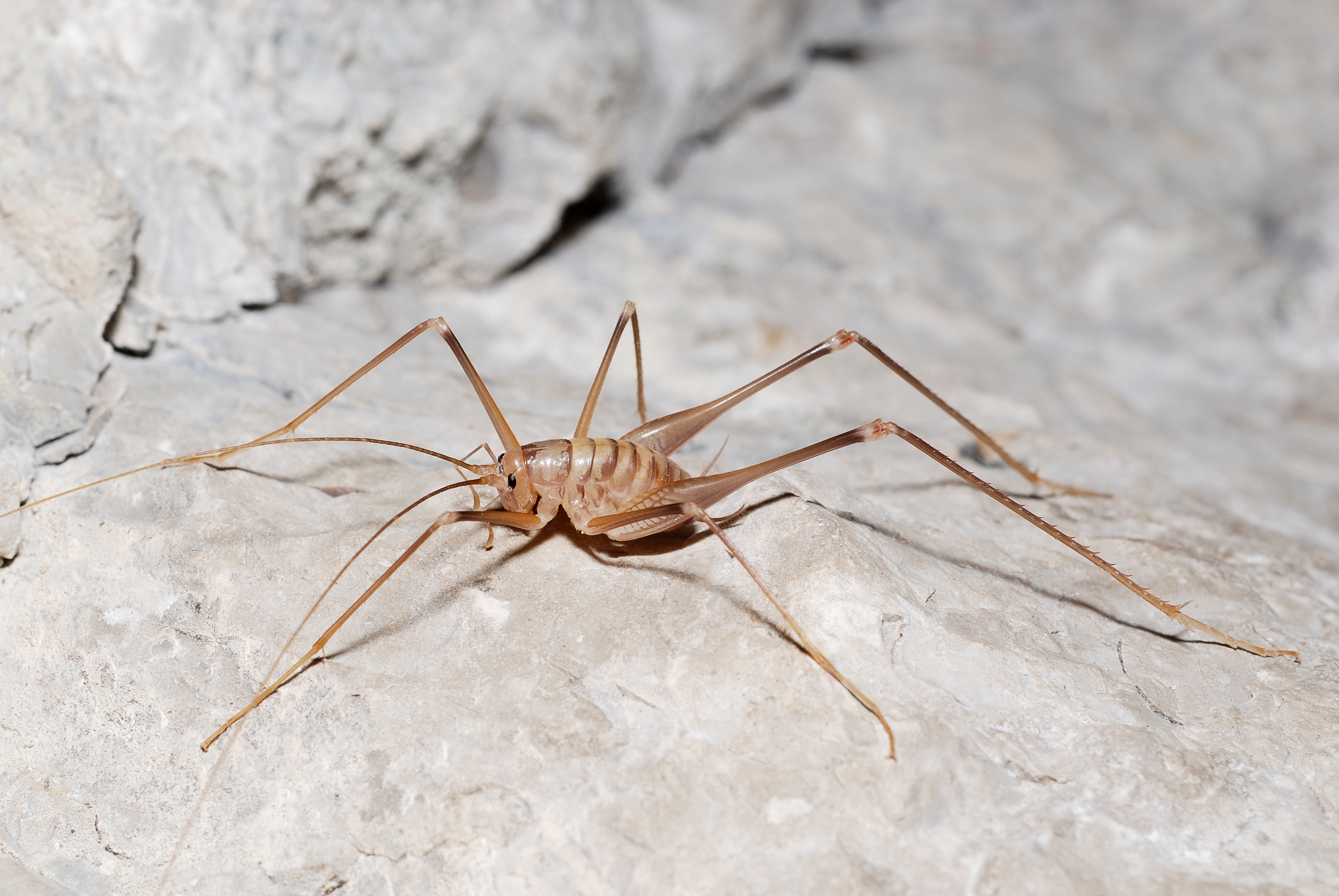 Dolichopoda cfr azami (5013046380)