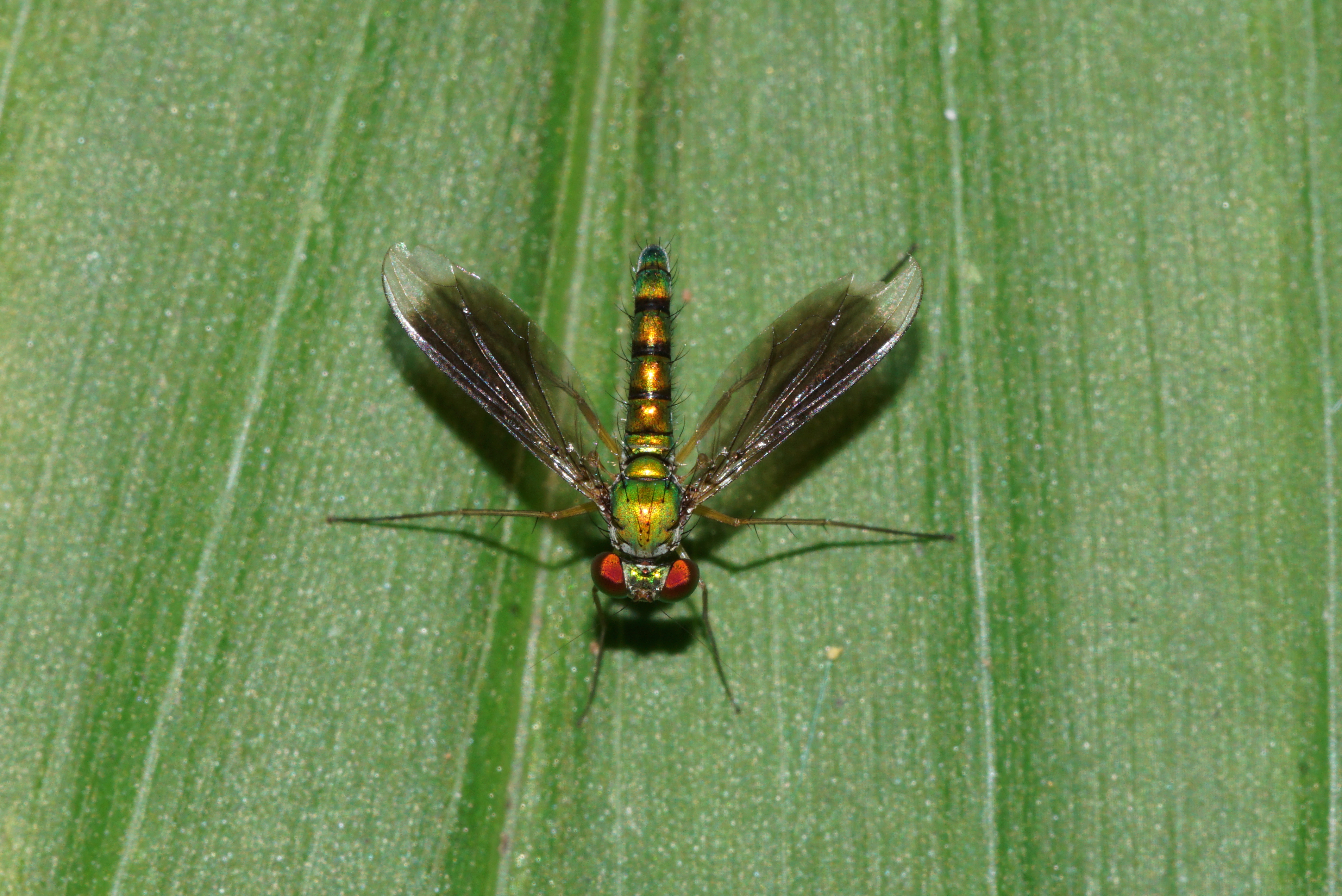 Dolichopodidae 09250
