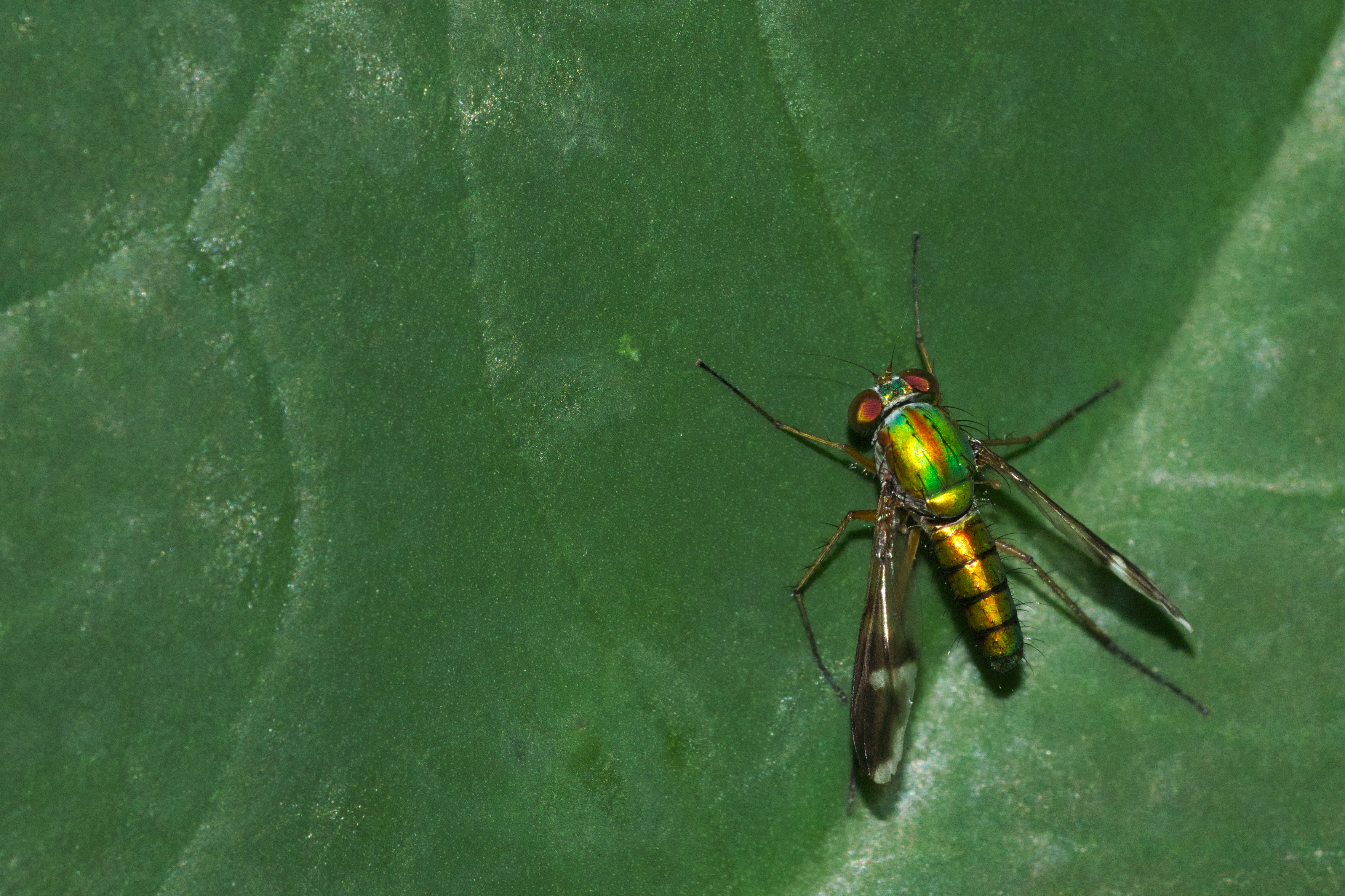 Dolichopodidae at Kadavoor