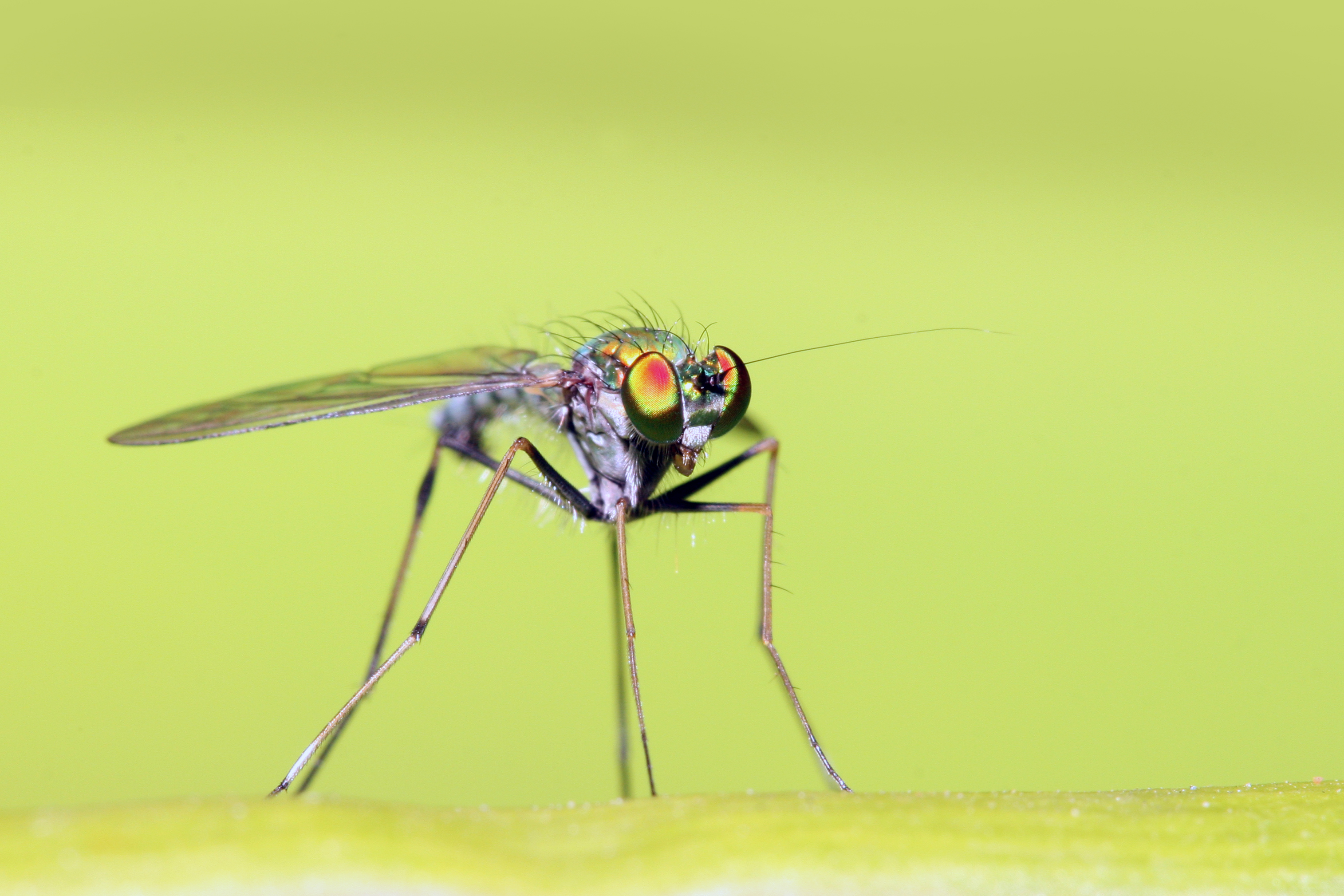 Dolicopodidae