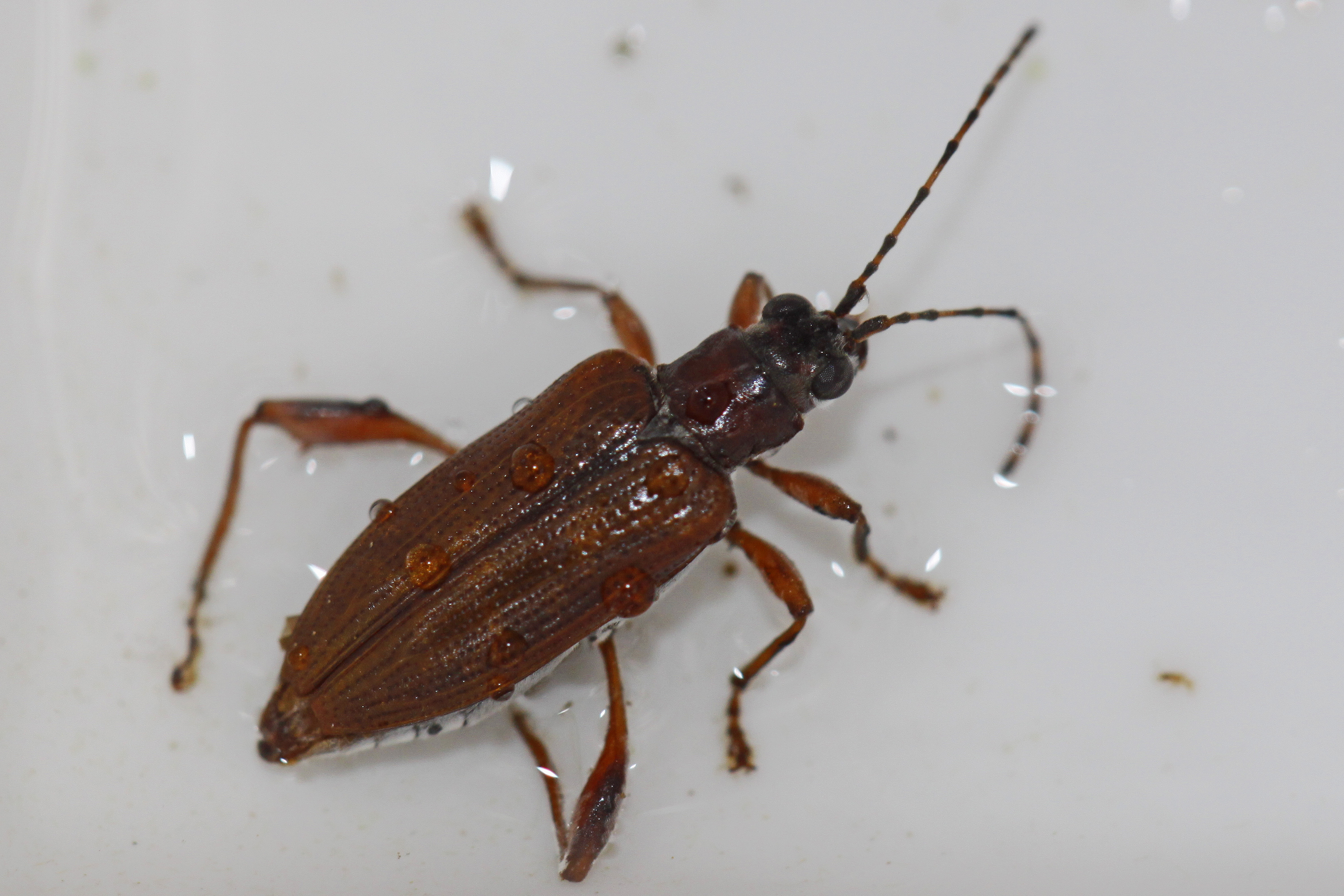Donacia species beetle, Maydale Park, Colesville, Maryland