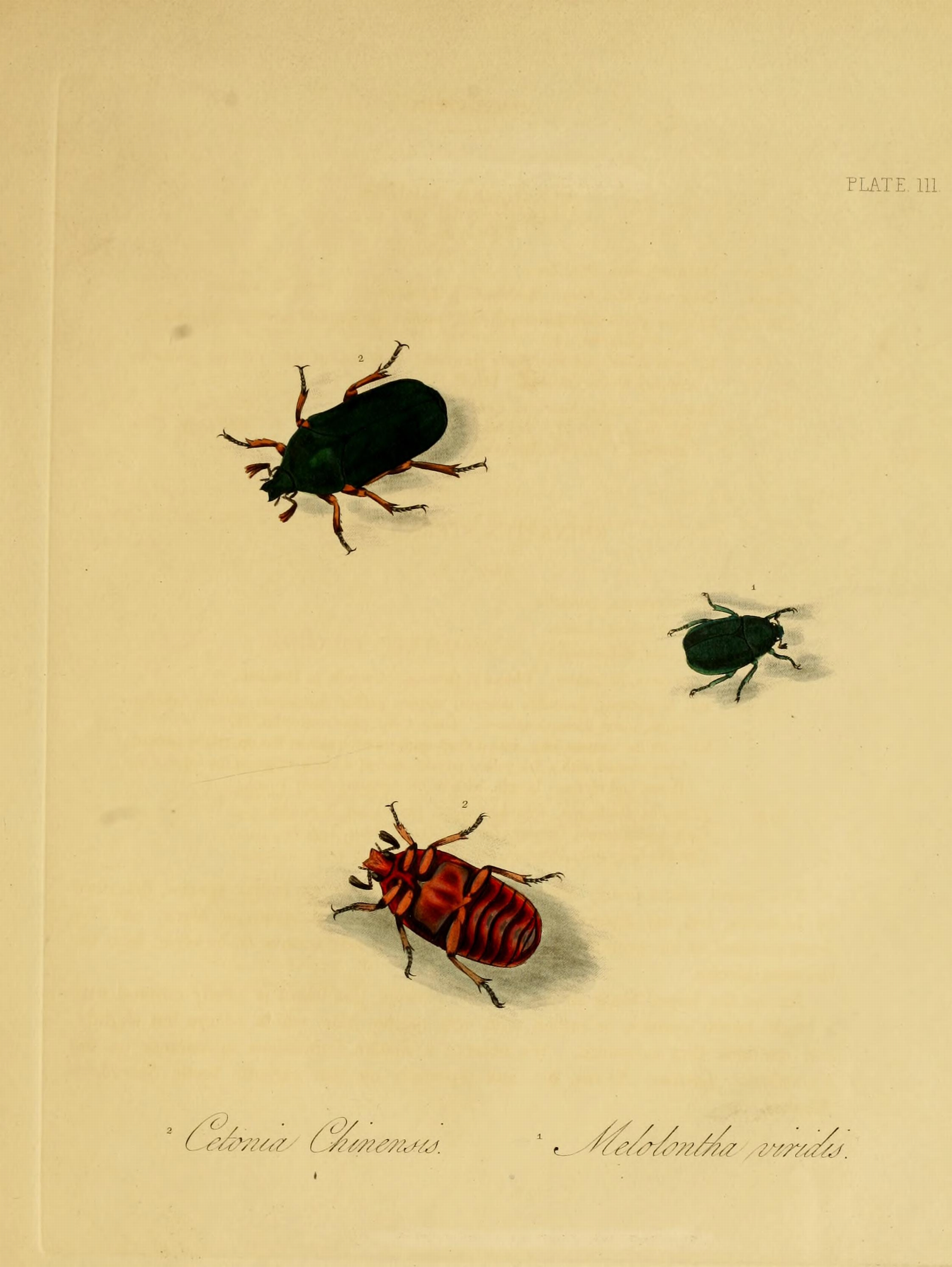 Donovan - Insects of China, 1838 - pl 03