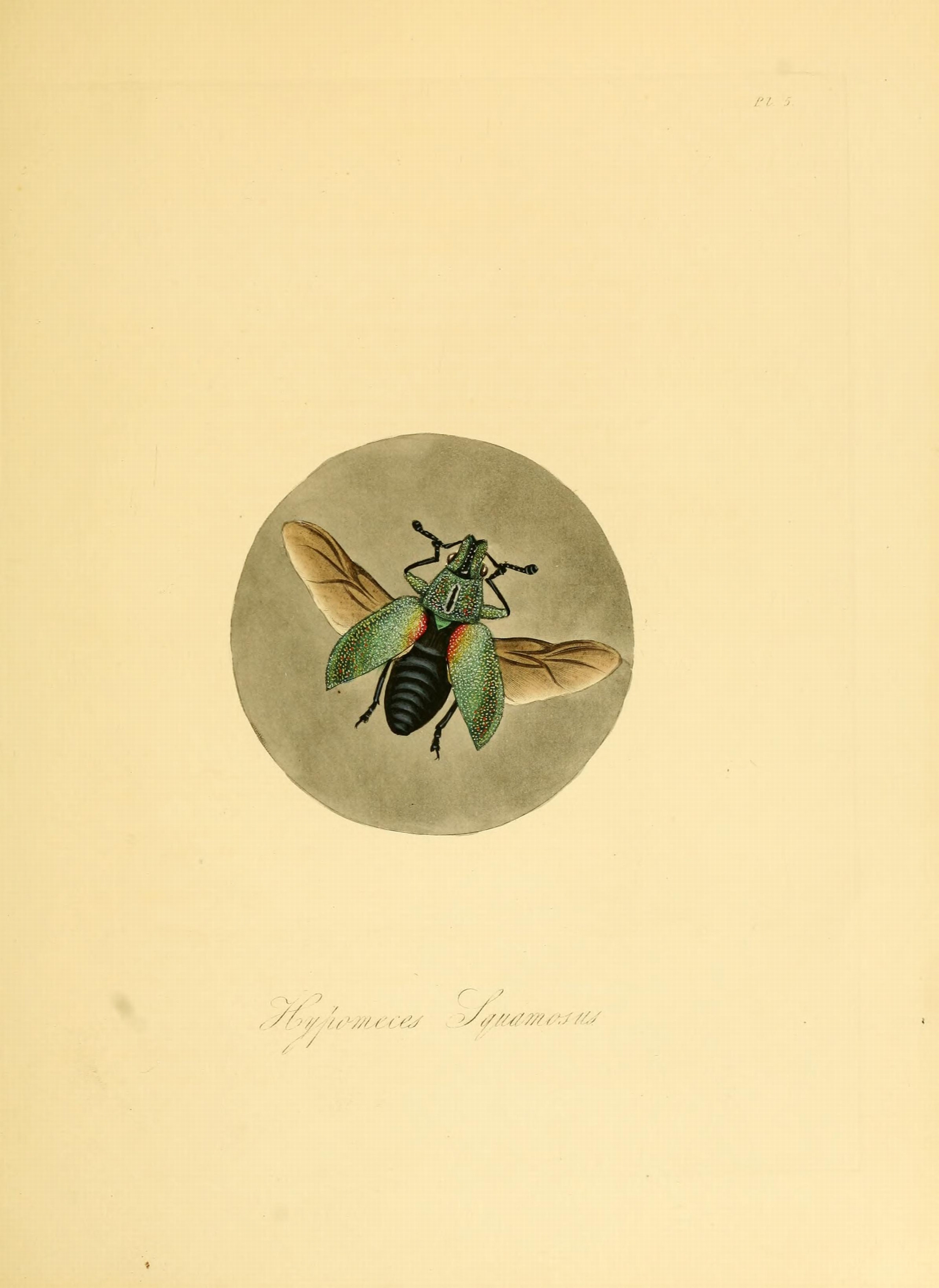 Donovan - Insects of China, 1838 - pl 05 (from 1842 edition)