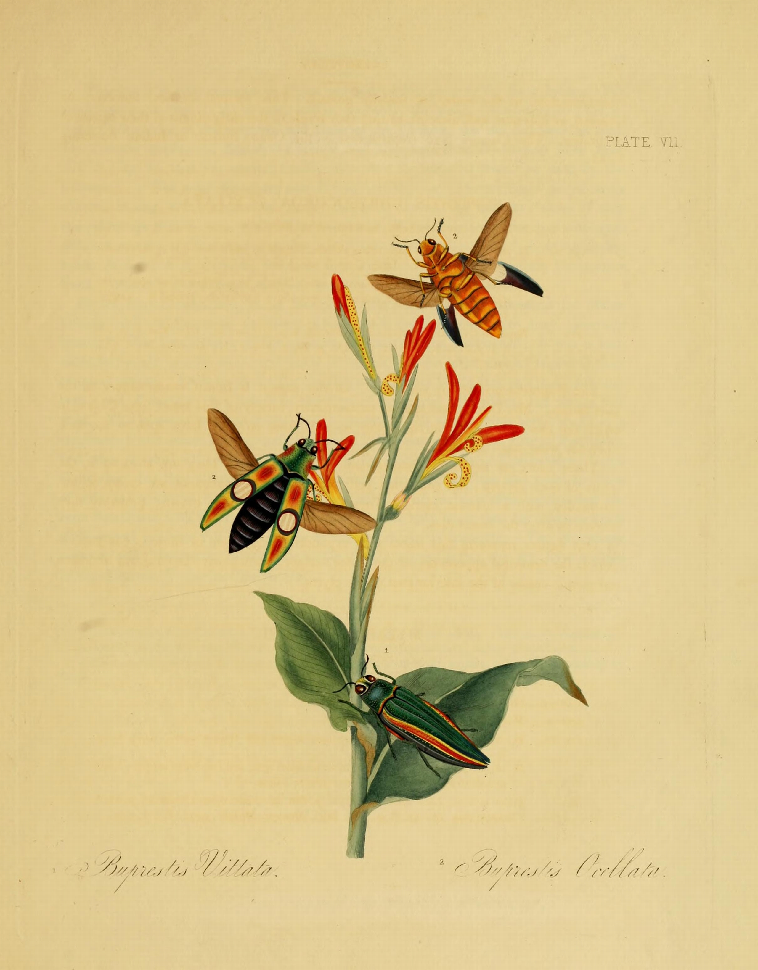 Donovan - Insects of China, 1838 - pl 07
