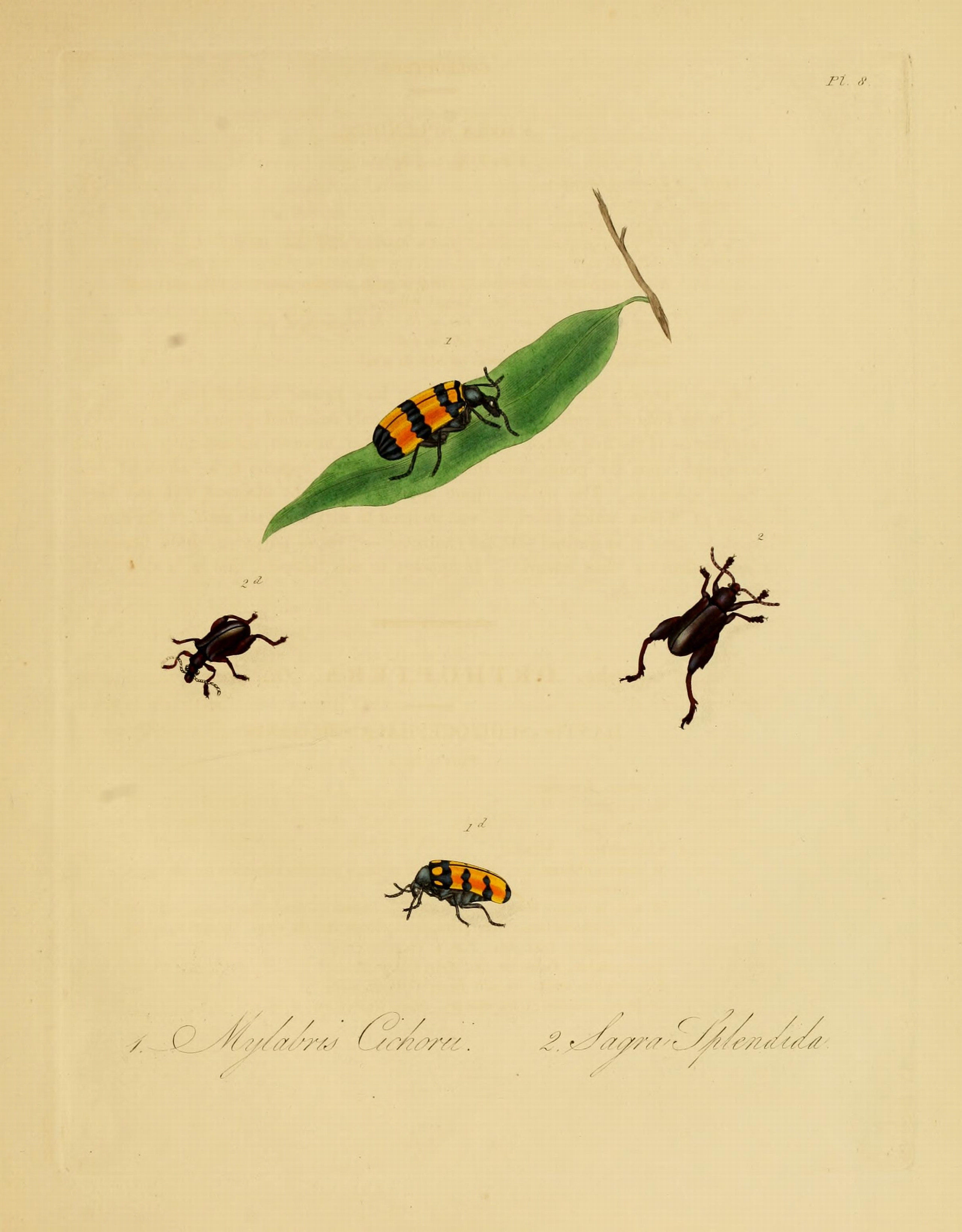 Donovan - Insects of China, 1838 - pl 08