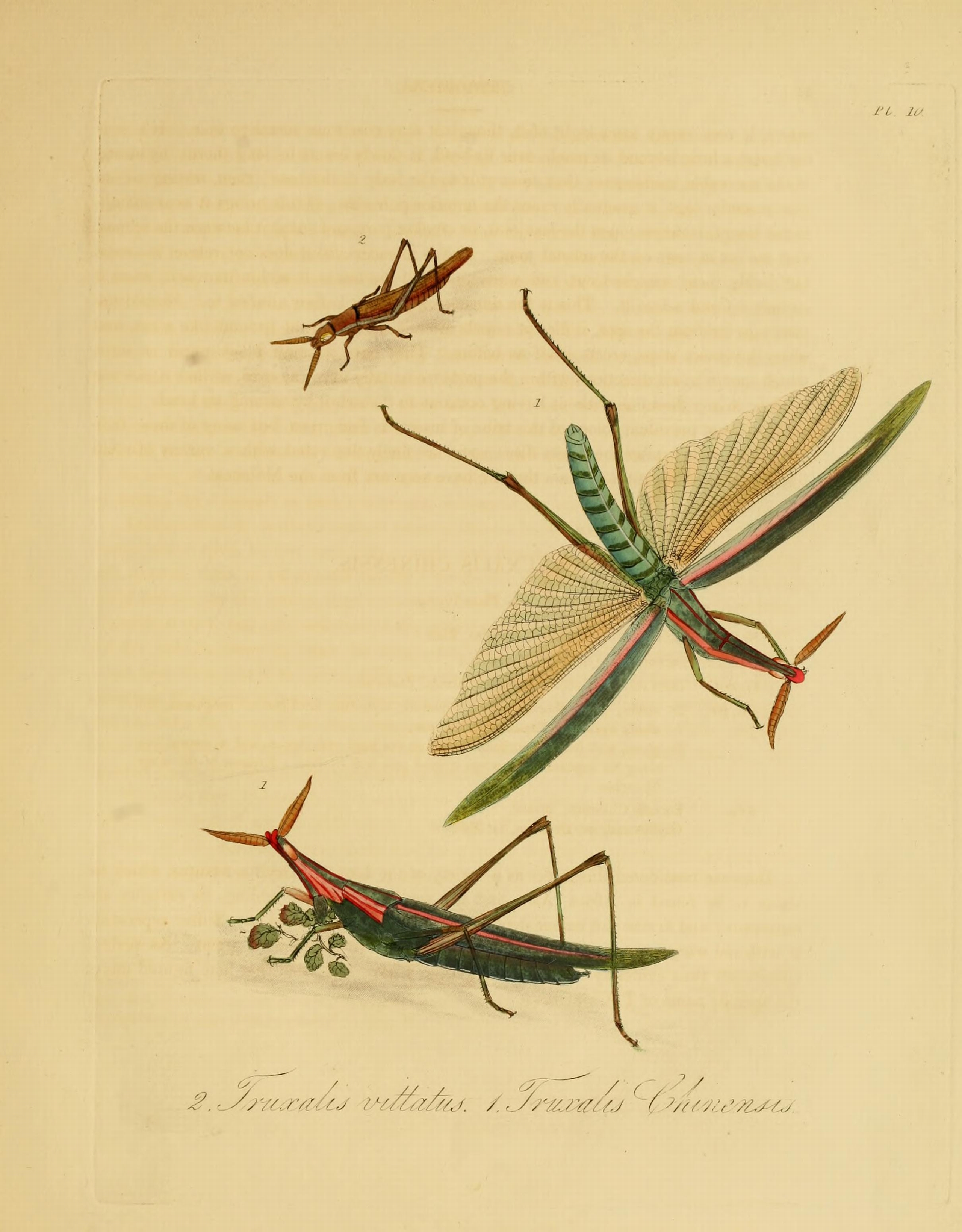 Donovan - Insects of China, 1838 - pl 10