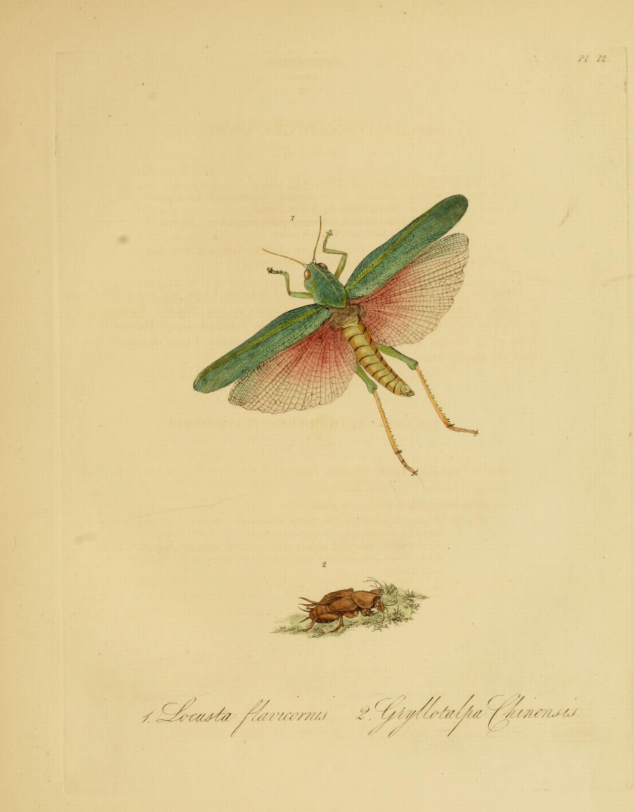 Donovan - Insects of China, 1838 - pl 12