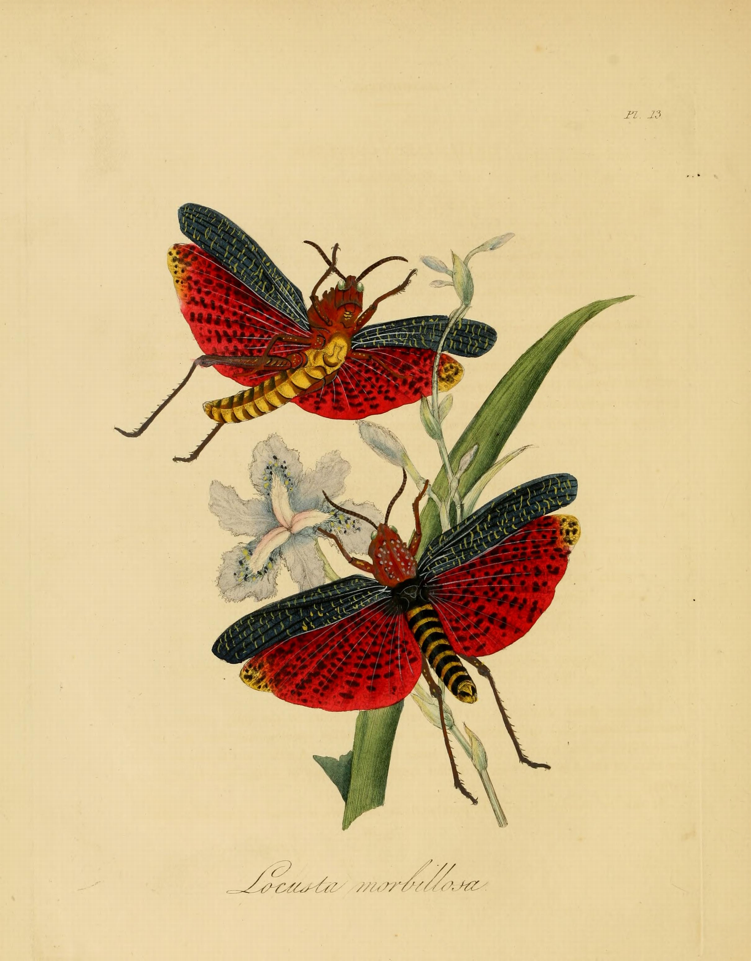Donovan - Insects of China, 1838 - pl 13