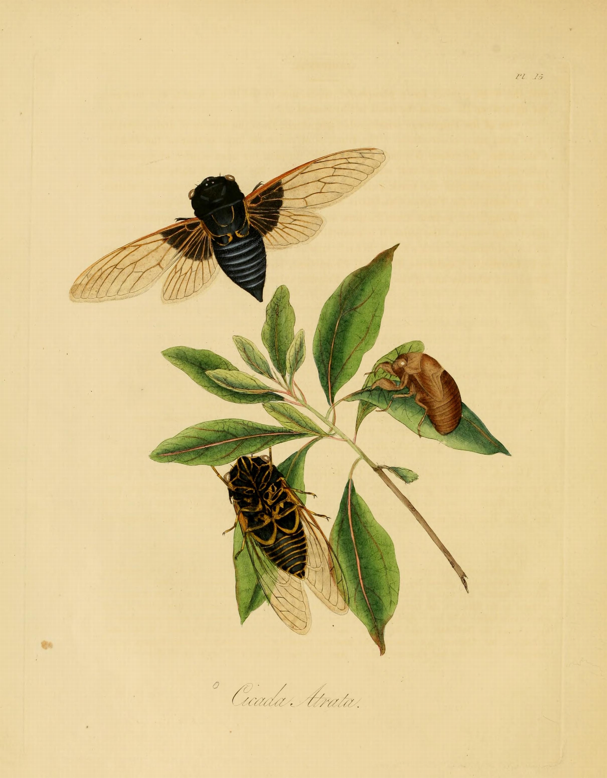 Donovan - Insects of China, 1838 - pl 15