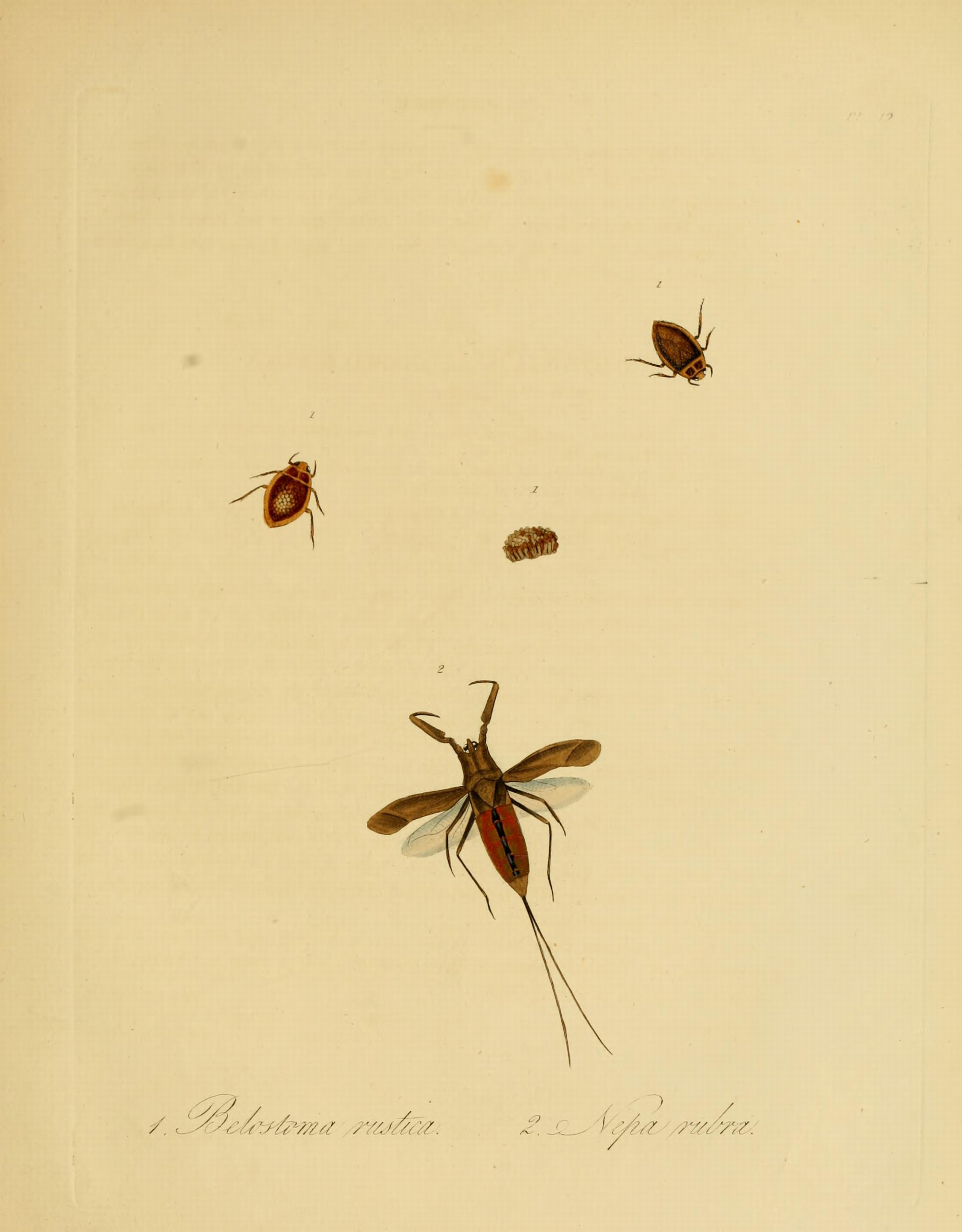 Donovan - Insects of China, 1838 - pl 19