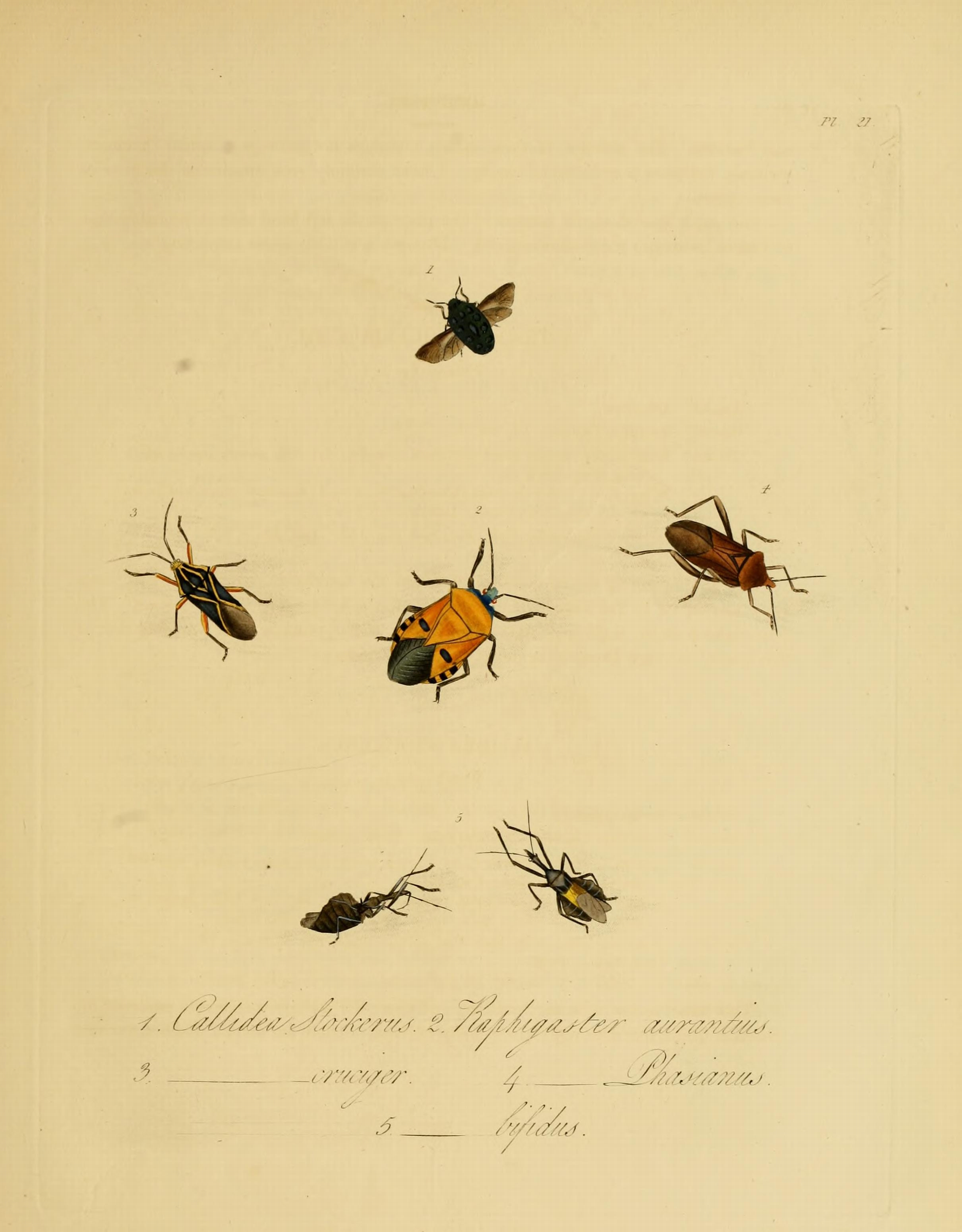 Donovan - Insects of China, 1838 - pl 21