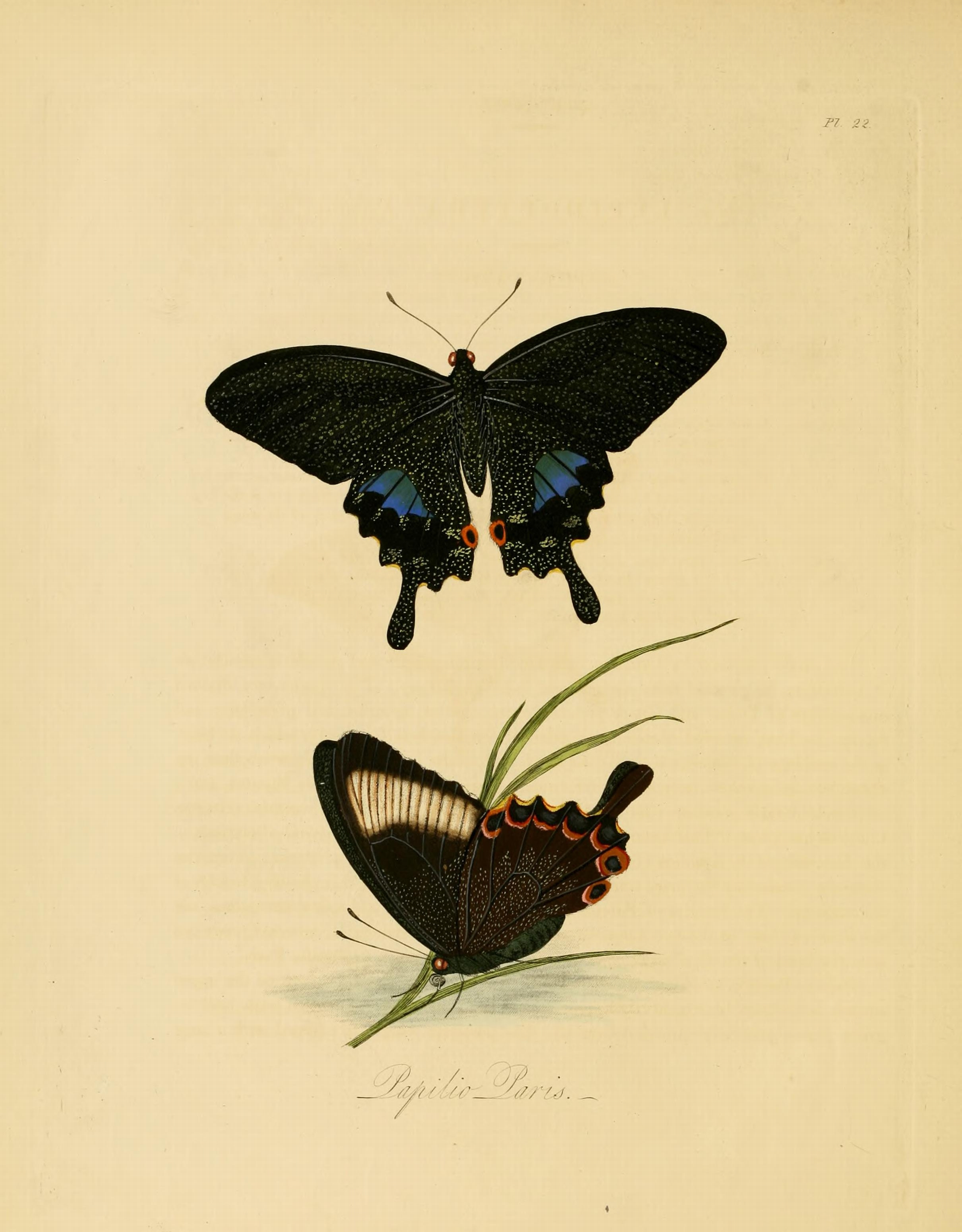 Donovan - Insects of China, 1838 - pl 22