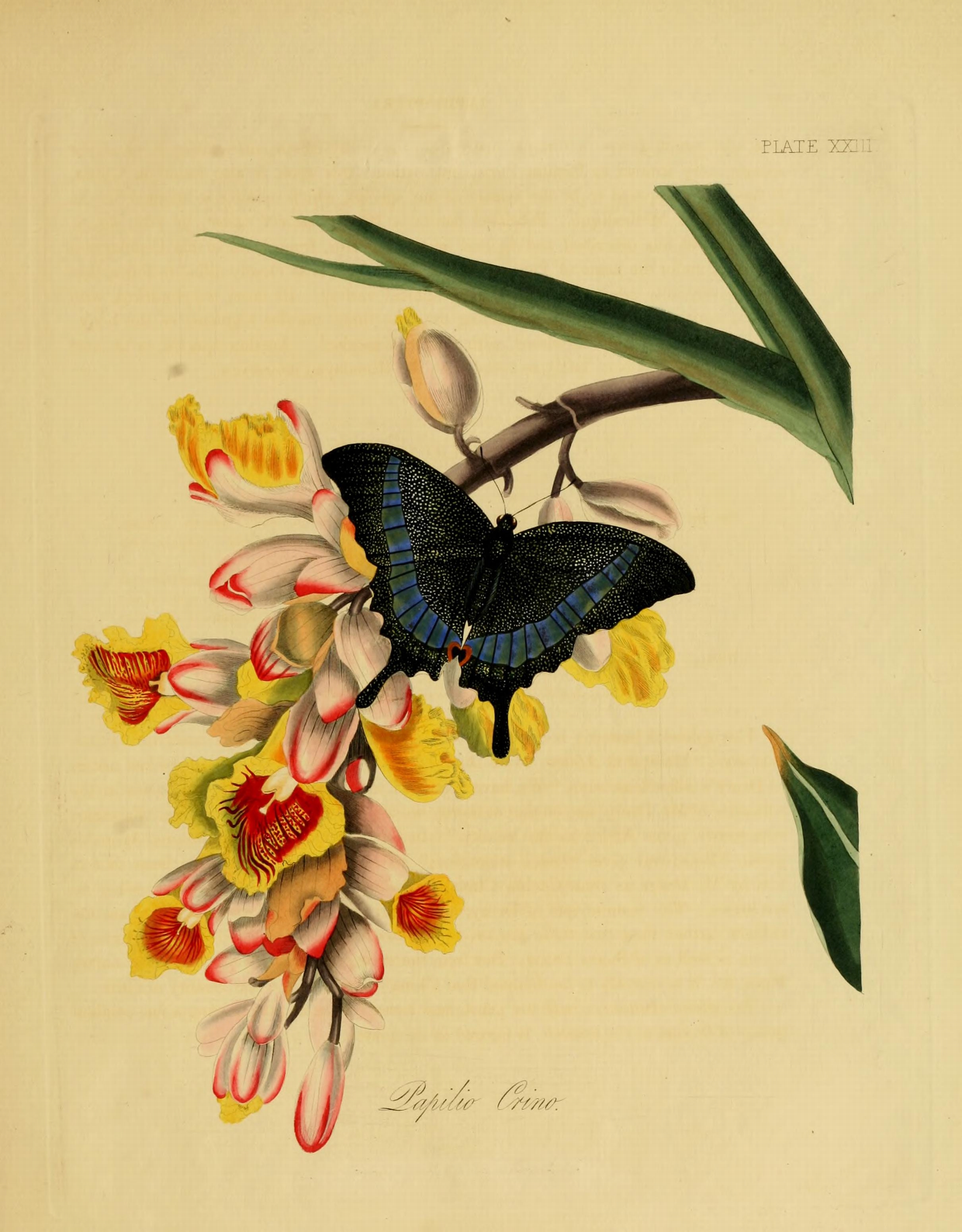 Donovan - Insects of China, 1838 - pl 23