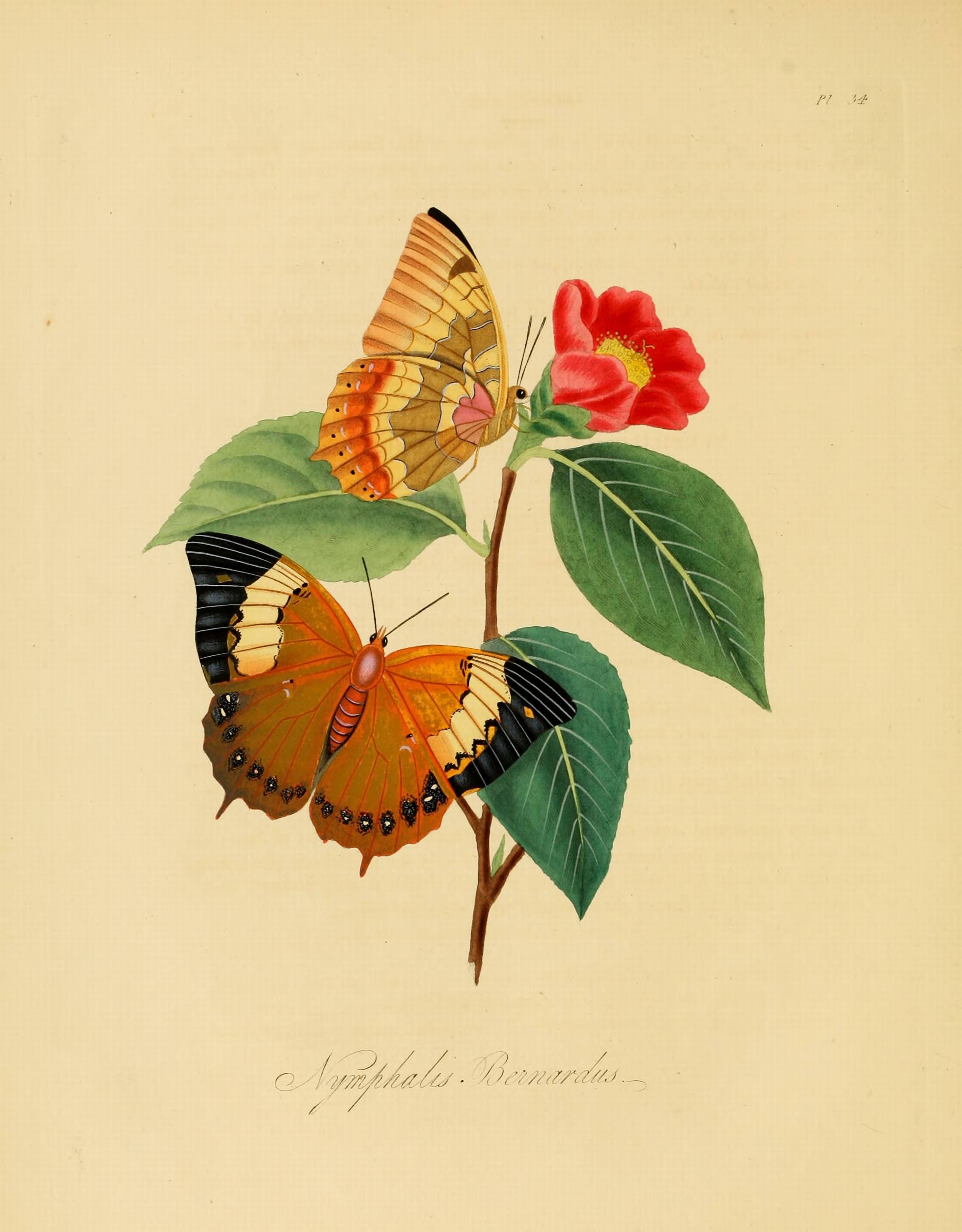 Donovan - Insects of China, 1838 - pl 34