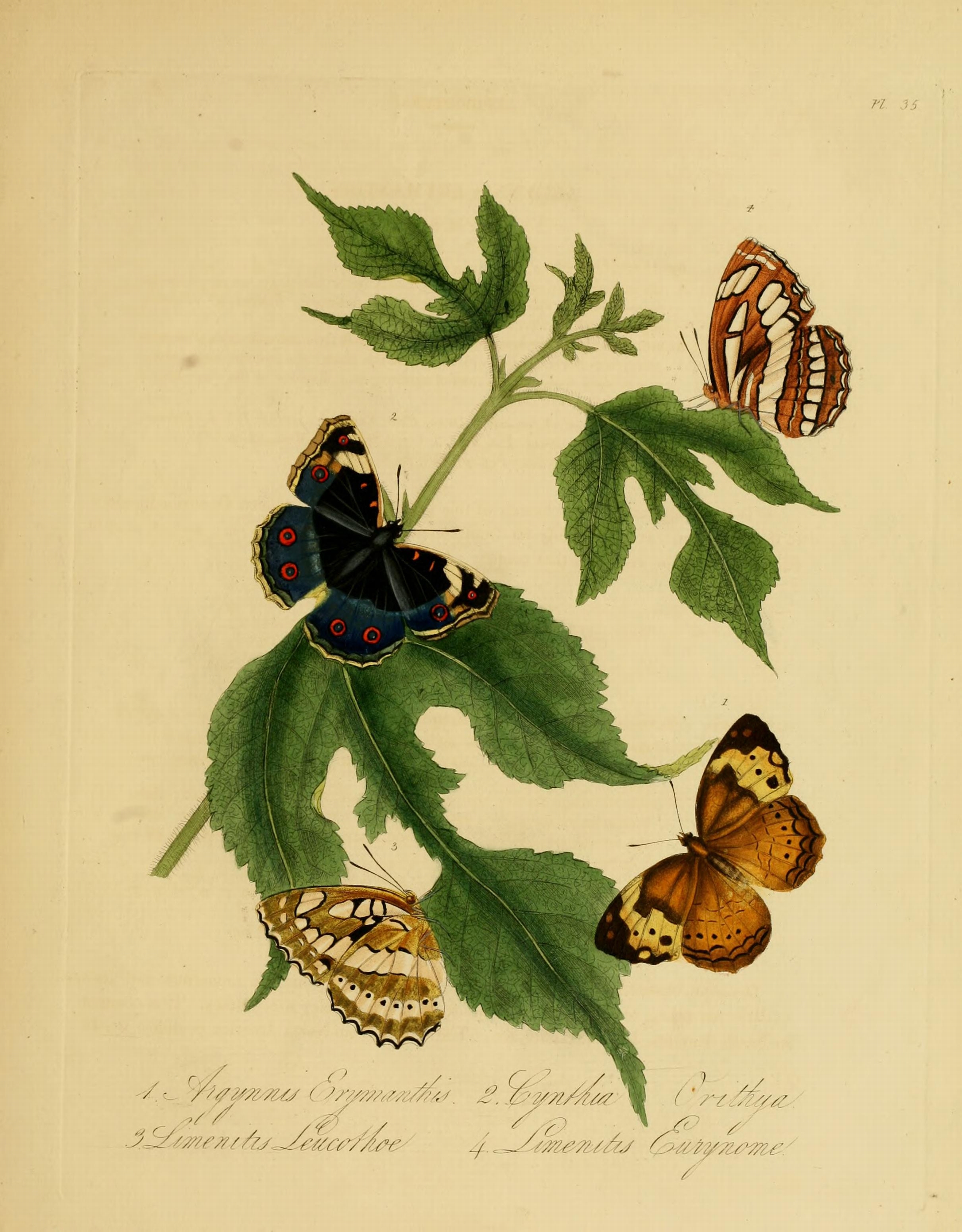 Donovan - Insects of China, 1838 - pl 35
