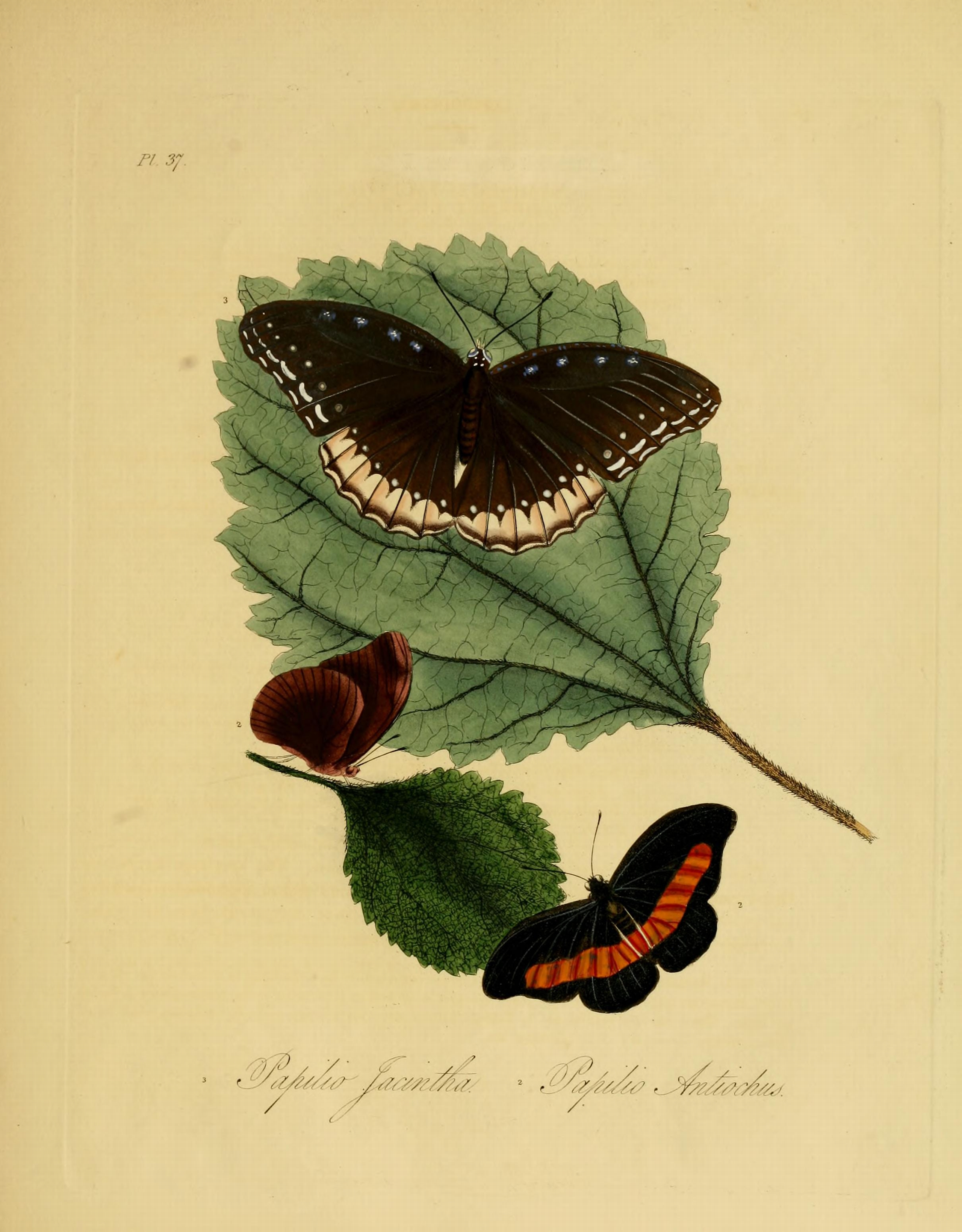 Donovan - Insects of China, 1838 - pl 37
