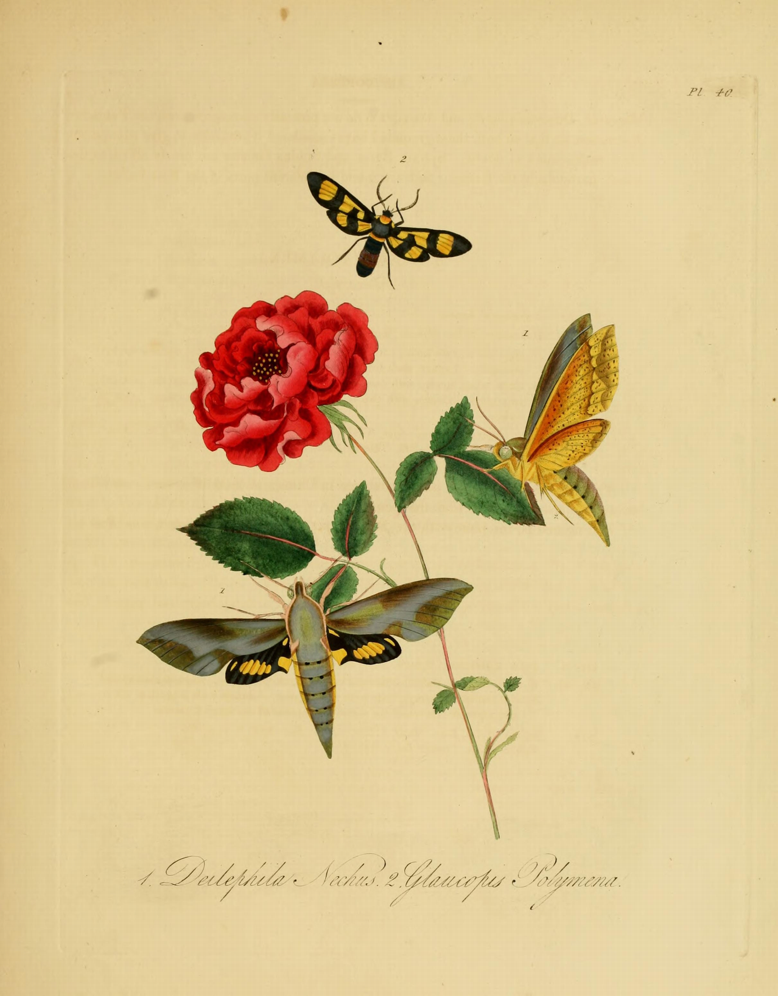Donovan - Insects of China, 1838 - pl 40