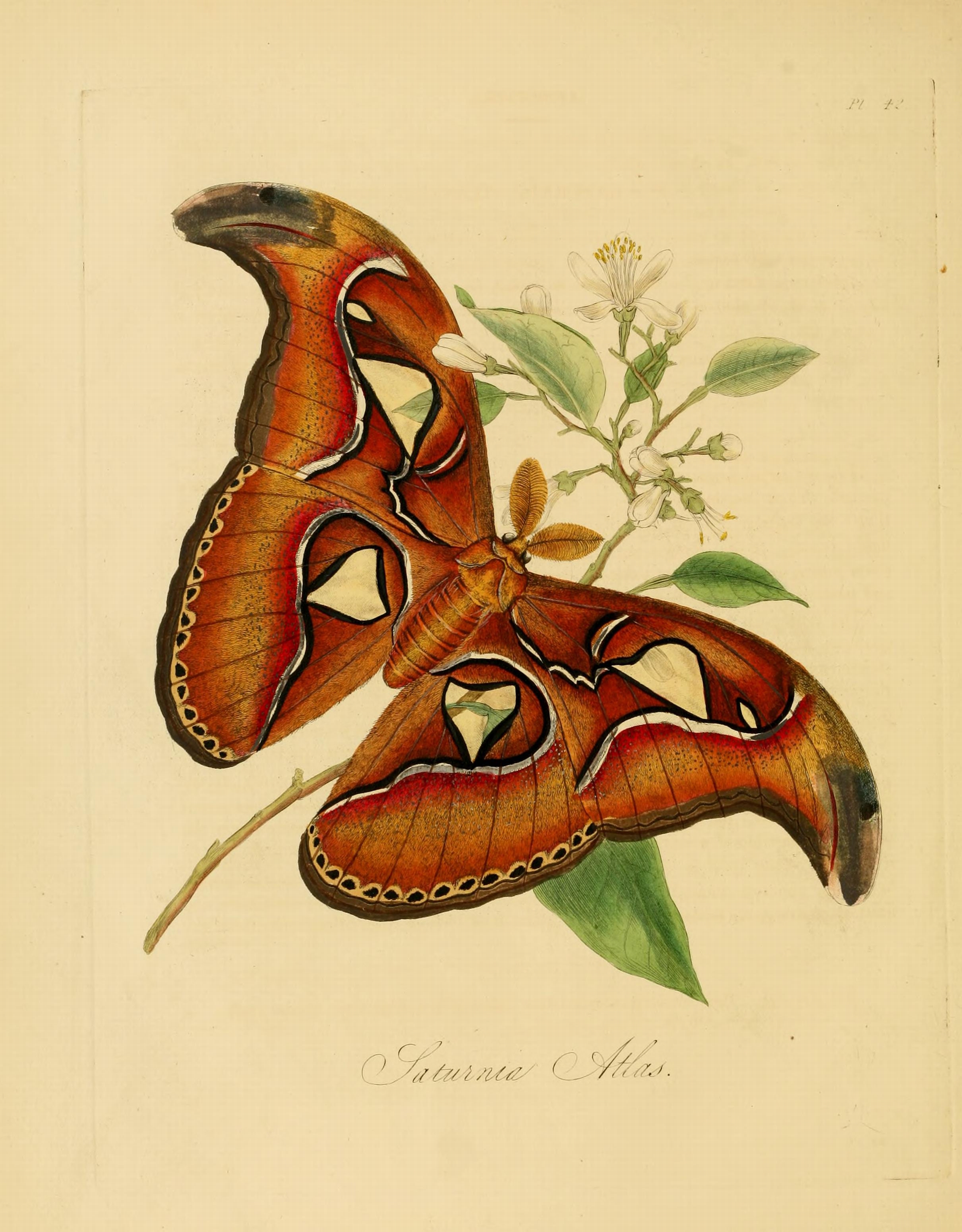 Donovan - Insects of China, 1838 - pl 42